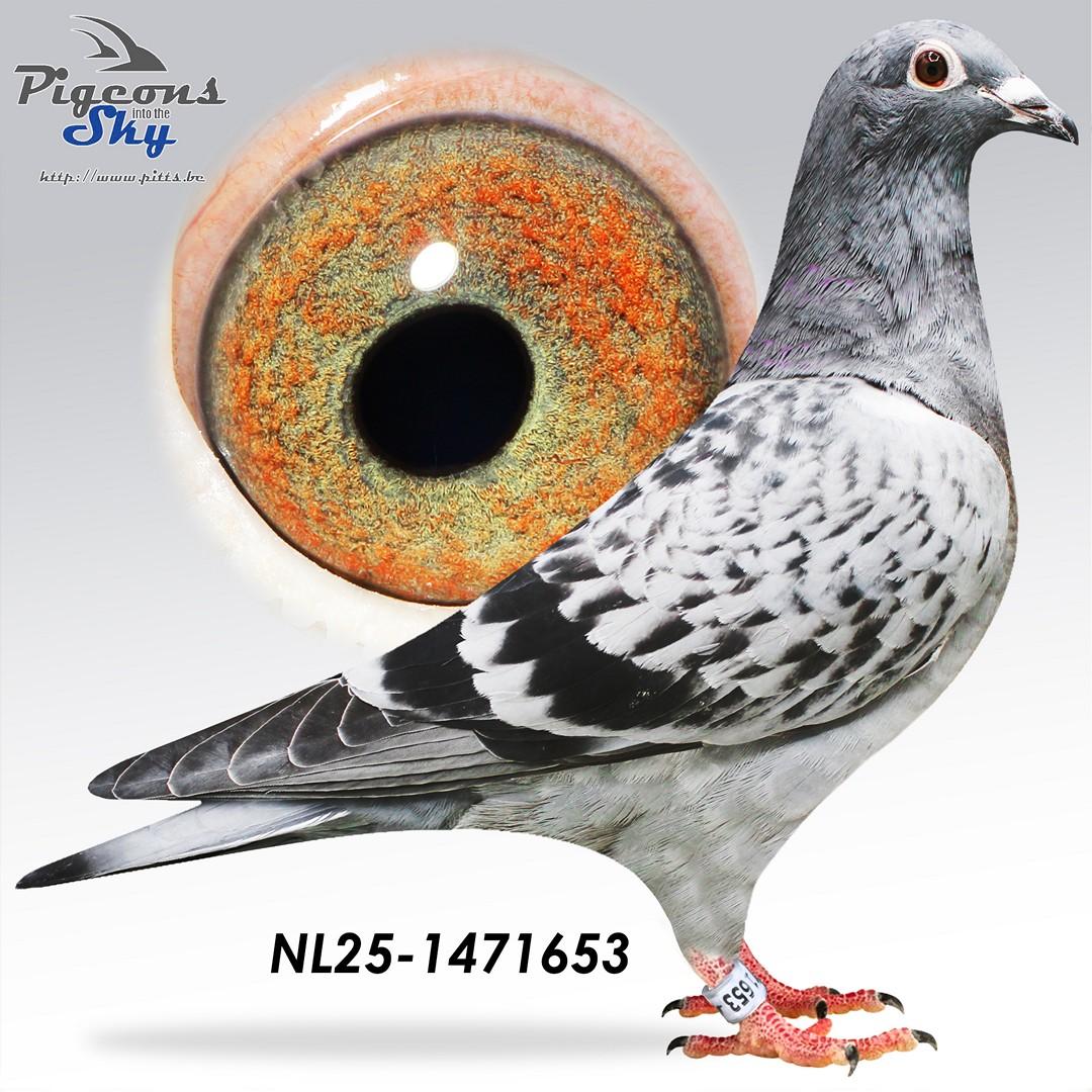 Letste Benny x Hinkepoot 