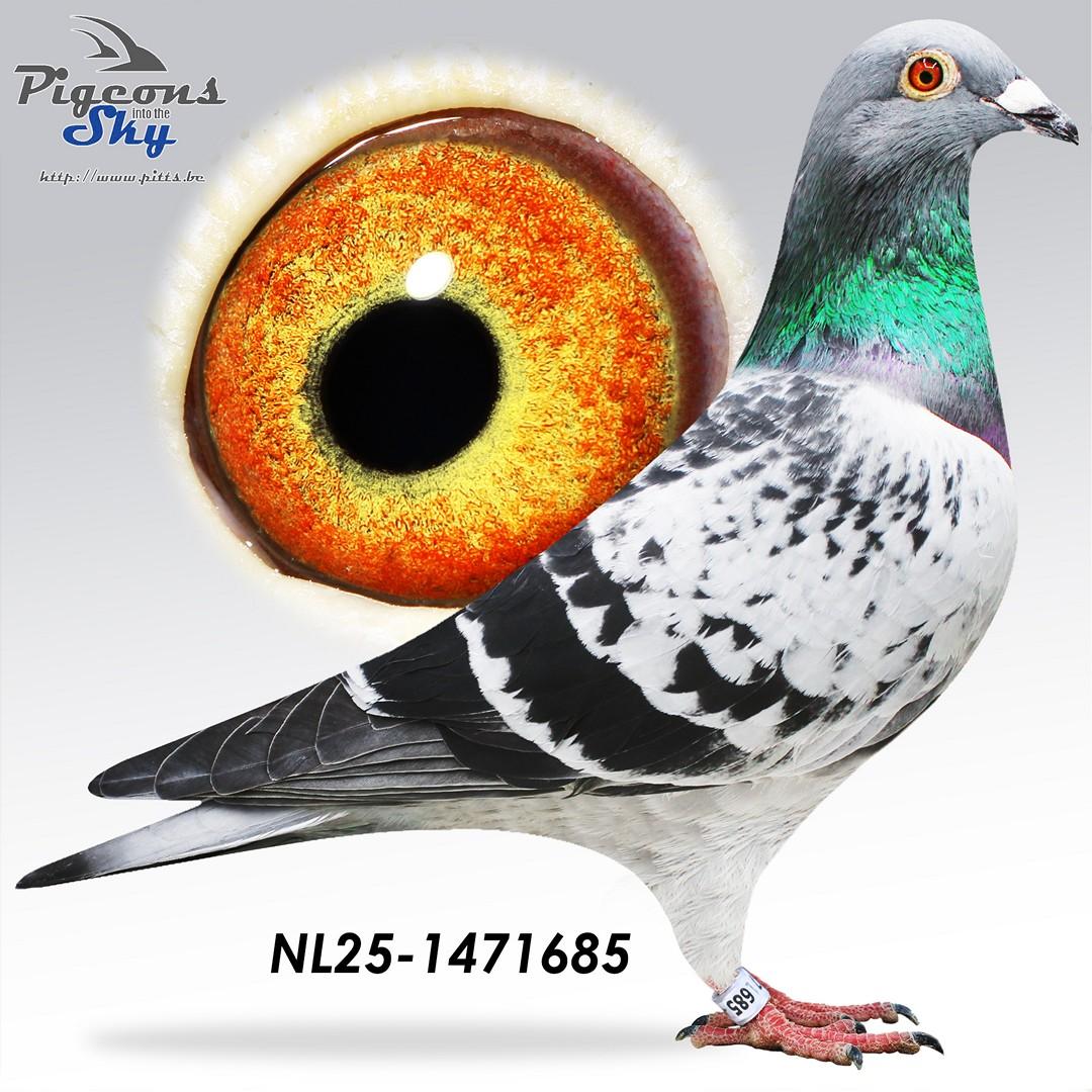 Halfbroer Miss Unique 