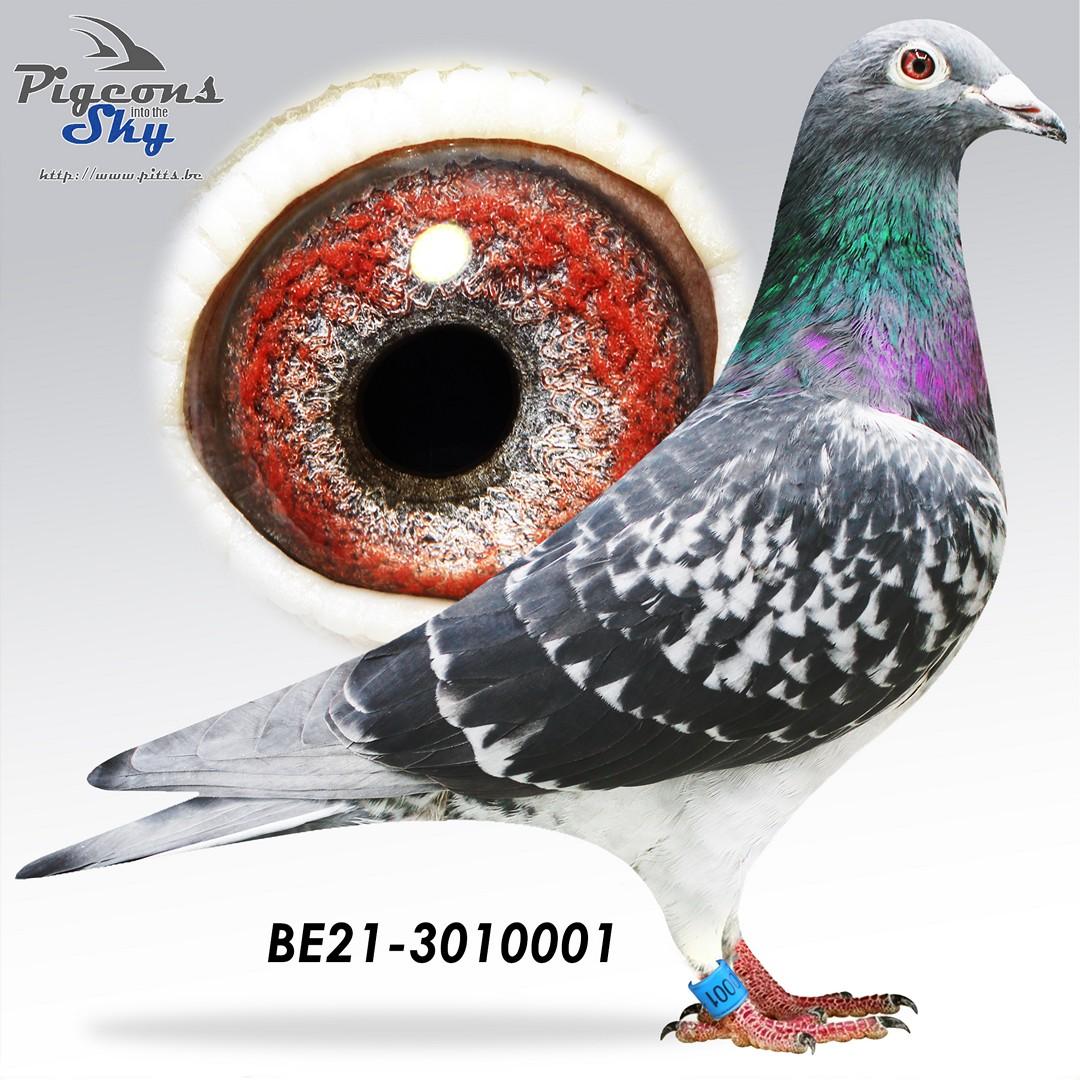 Zoon Brother Montauban x Dochter Patriot 