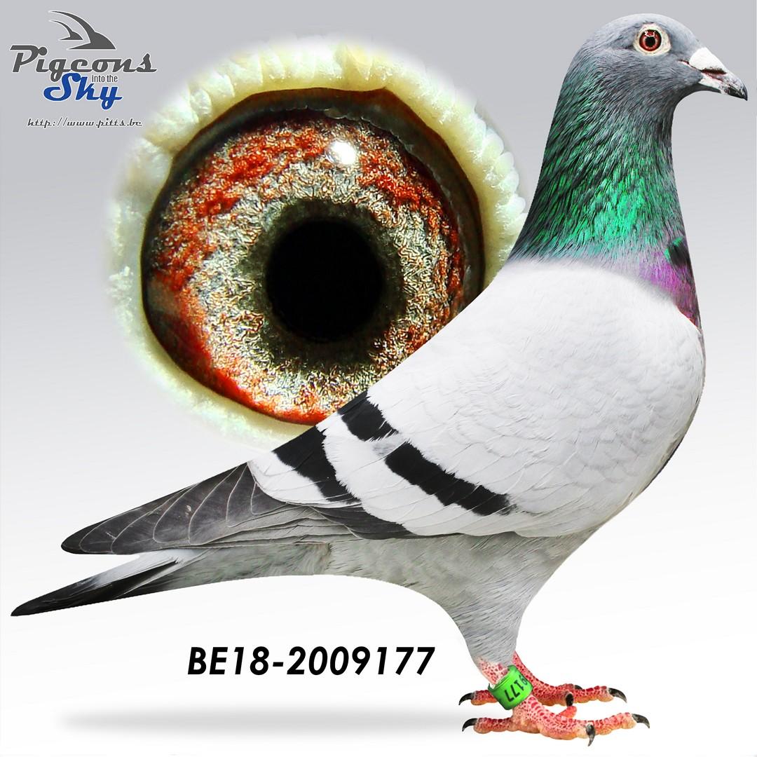 “Double Seven", 54 nat. zone Bourges 1367 d., volle zus van 10 prov. Bourges 1321 d. en 1 Chevrainvilliers 229 d.