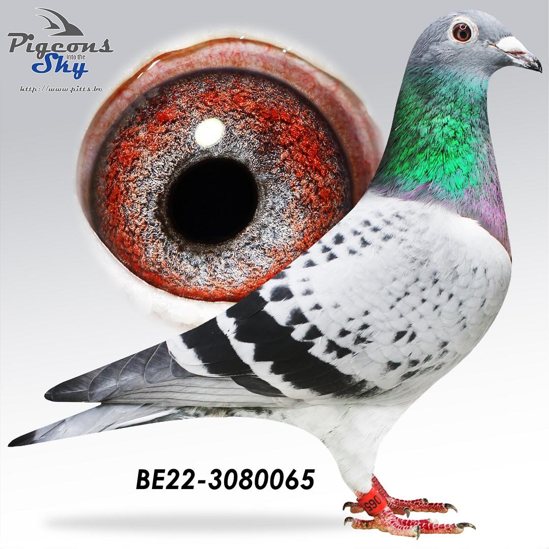 Kleine 80 x Dochter De Vincent 