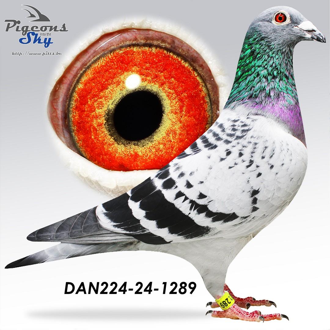 Rocket King x Koopman 