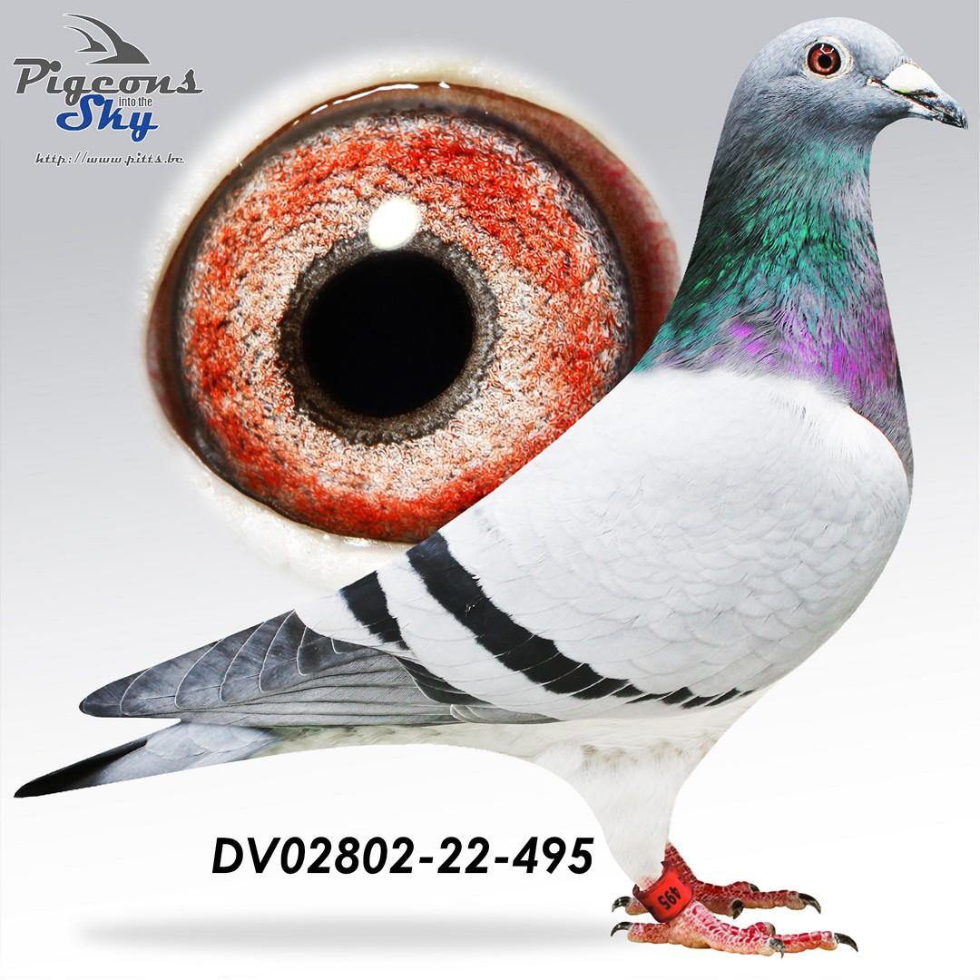 Best Pebbles x Dochter Mister Unique + DNA