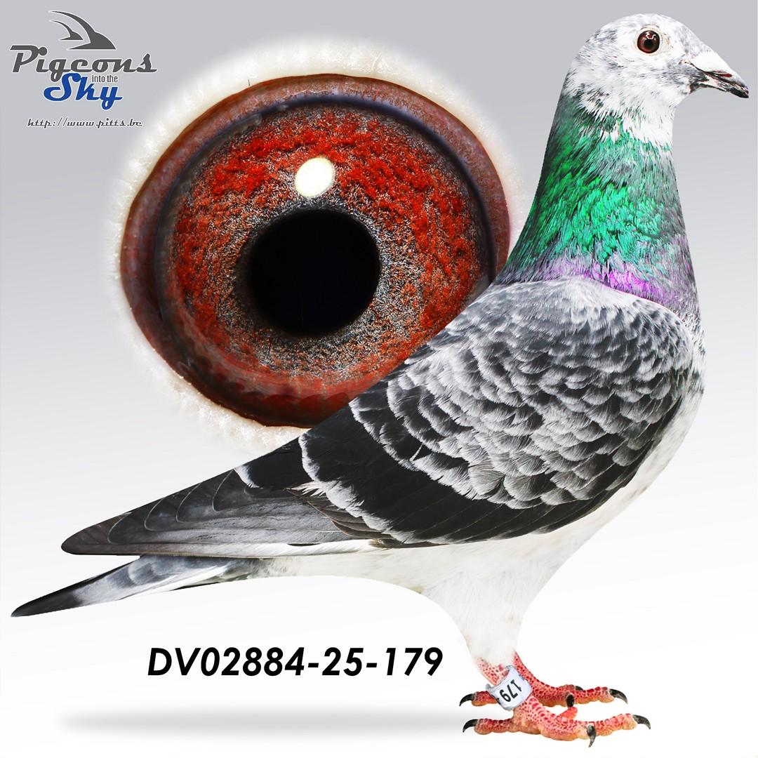 Grizzle 772 x Super 310 