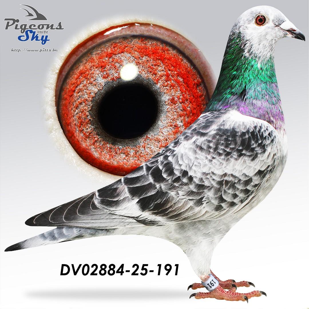 Son Mr Otti Botti x Dochter Stammduif 