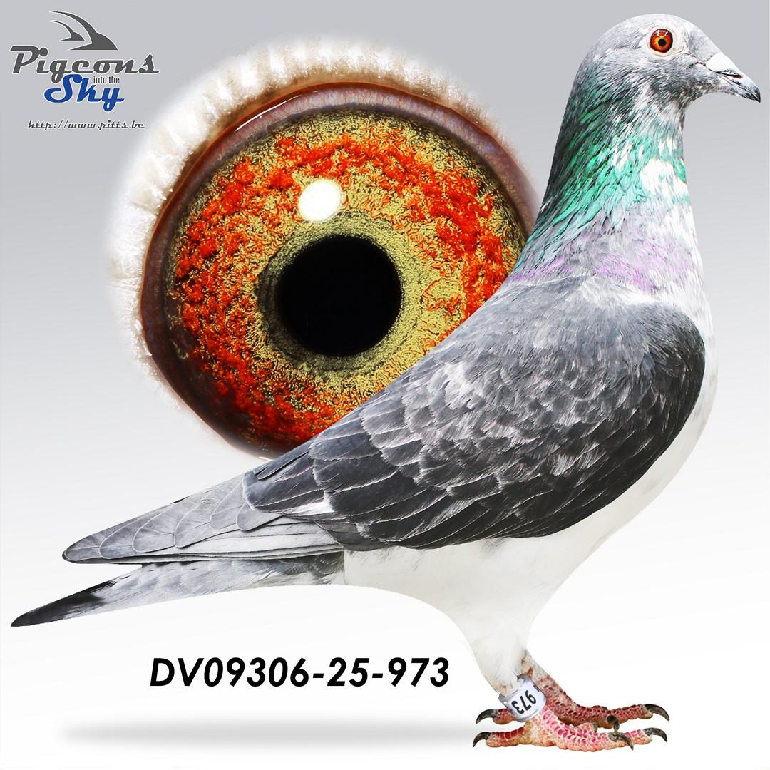 Grizzel 825 x Inteelt 829 