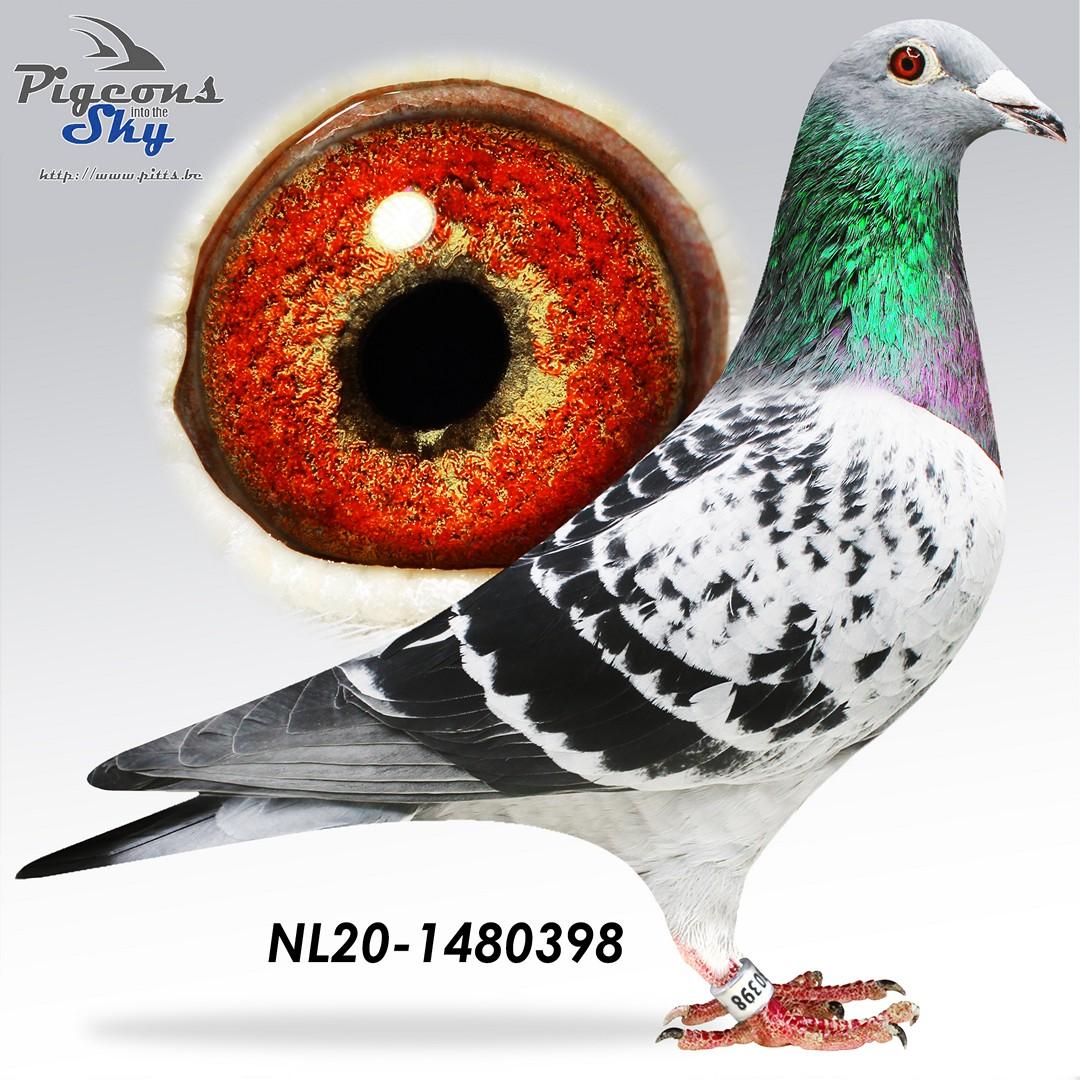 Agen Laureaat x Dochter Invictus + DNA