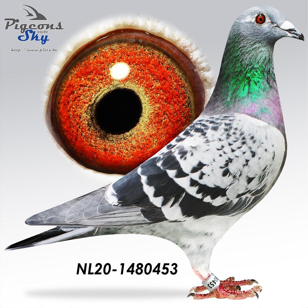 Son New Laureaat x Luna-May + DNA