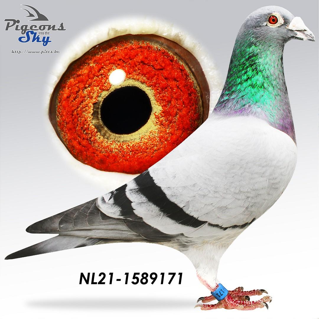 Silke’s Jeff 171 + DNA