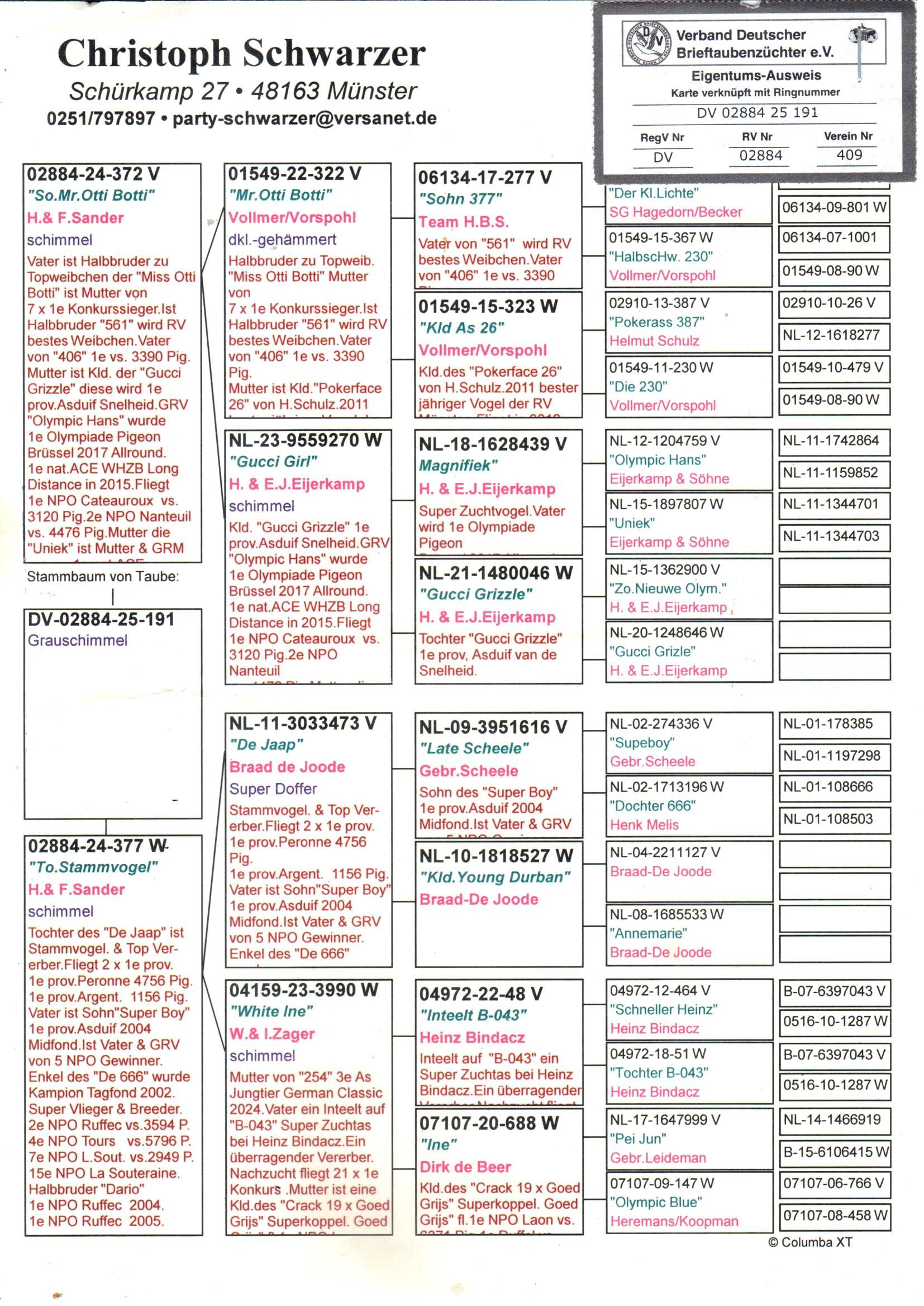 pedigree Son Mr Otti Botti x Dochter Stammduif 