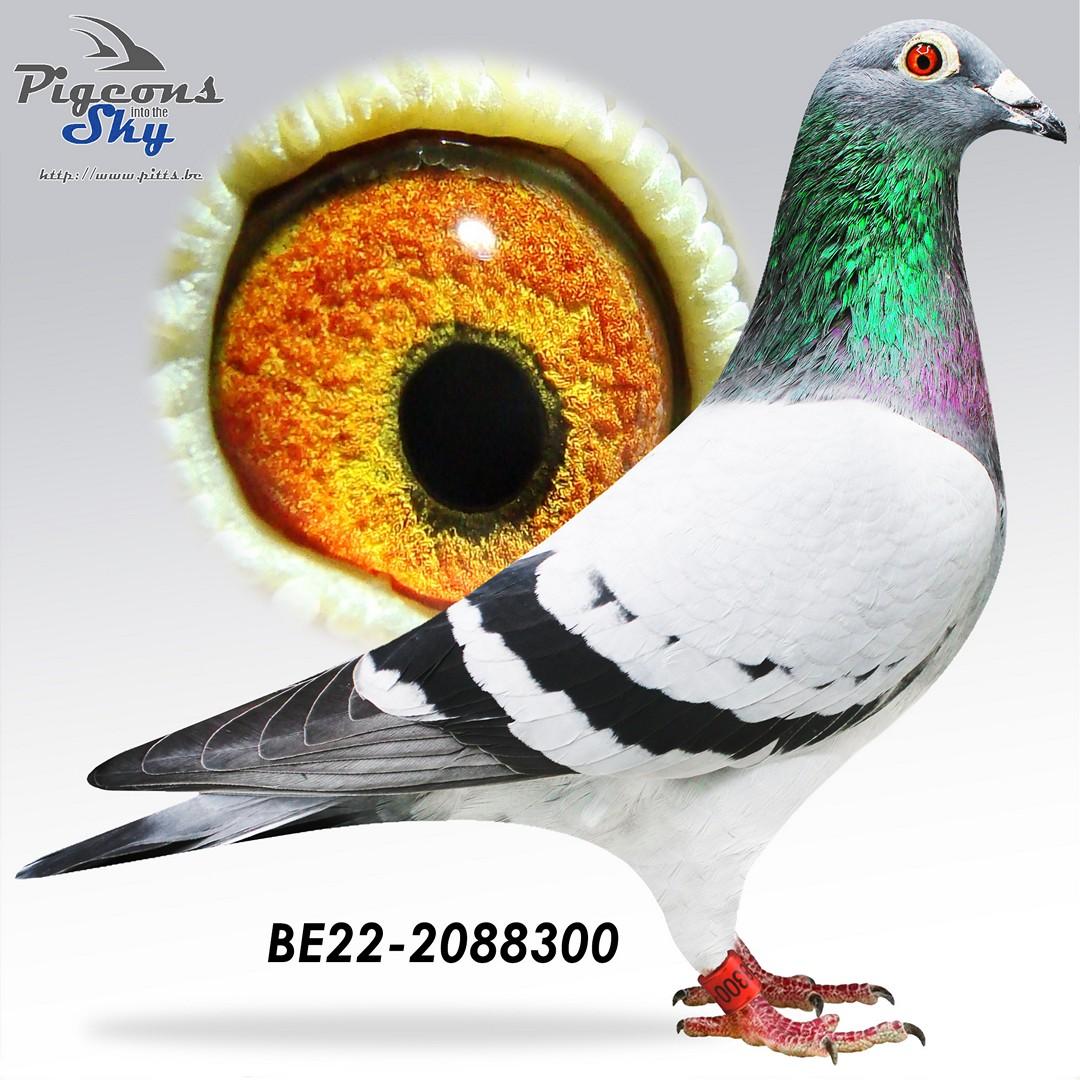 “Trecento", zus van 1 prov. Asduif All-Round KBDB 2021 en 4 nat. Asduif HaFo KBDB 2019