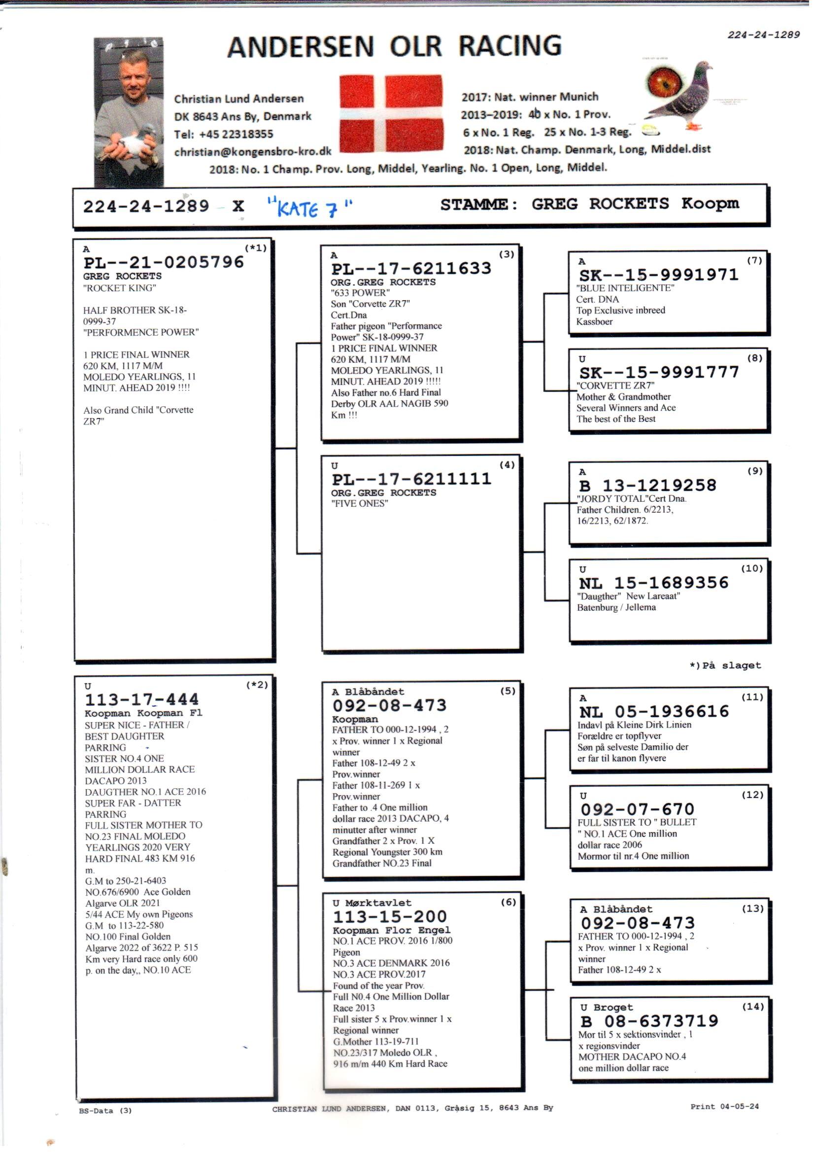 pedigree Rocket King x Koopman 