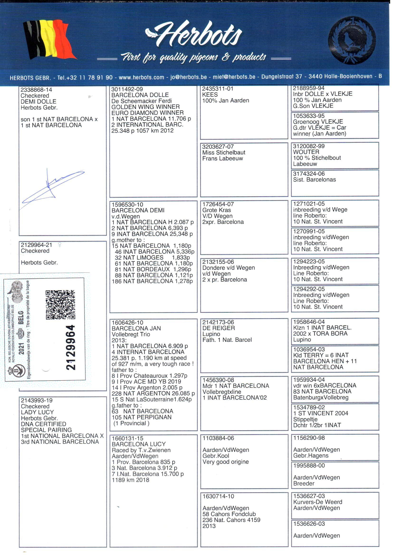 pedigree Demi Dolle x Lady Lucy 