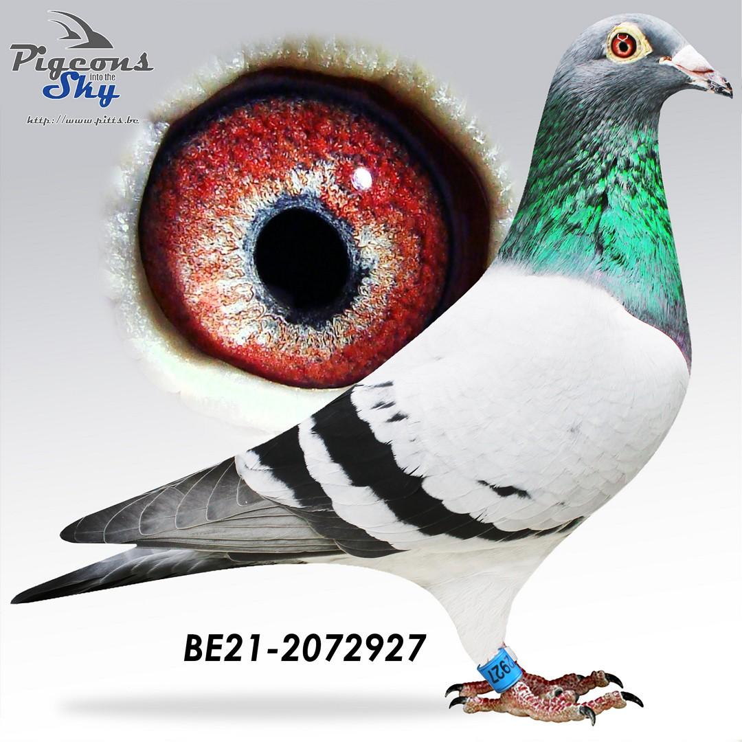 “Suzuki", broer  van 1 prov. Asduif All-Round KBDB 2021 en 4 nat. Asduif HaFo KBDB 2019