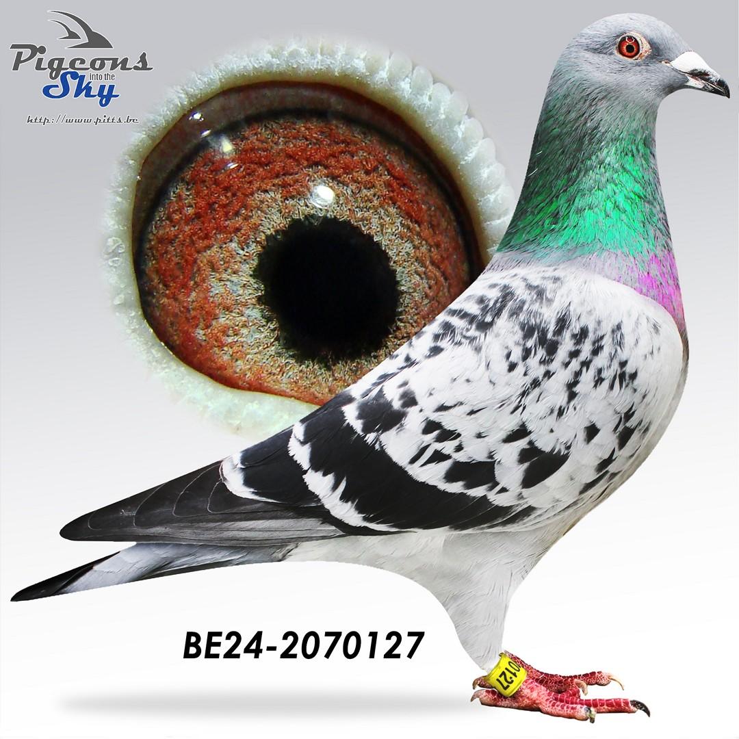 “Carolina", zus van 11 nat. Souillac 4827 d. en dochter van 8 nat. Issoudun 10.603 d.