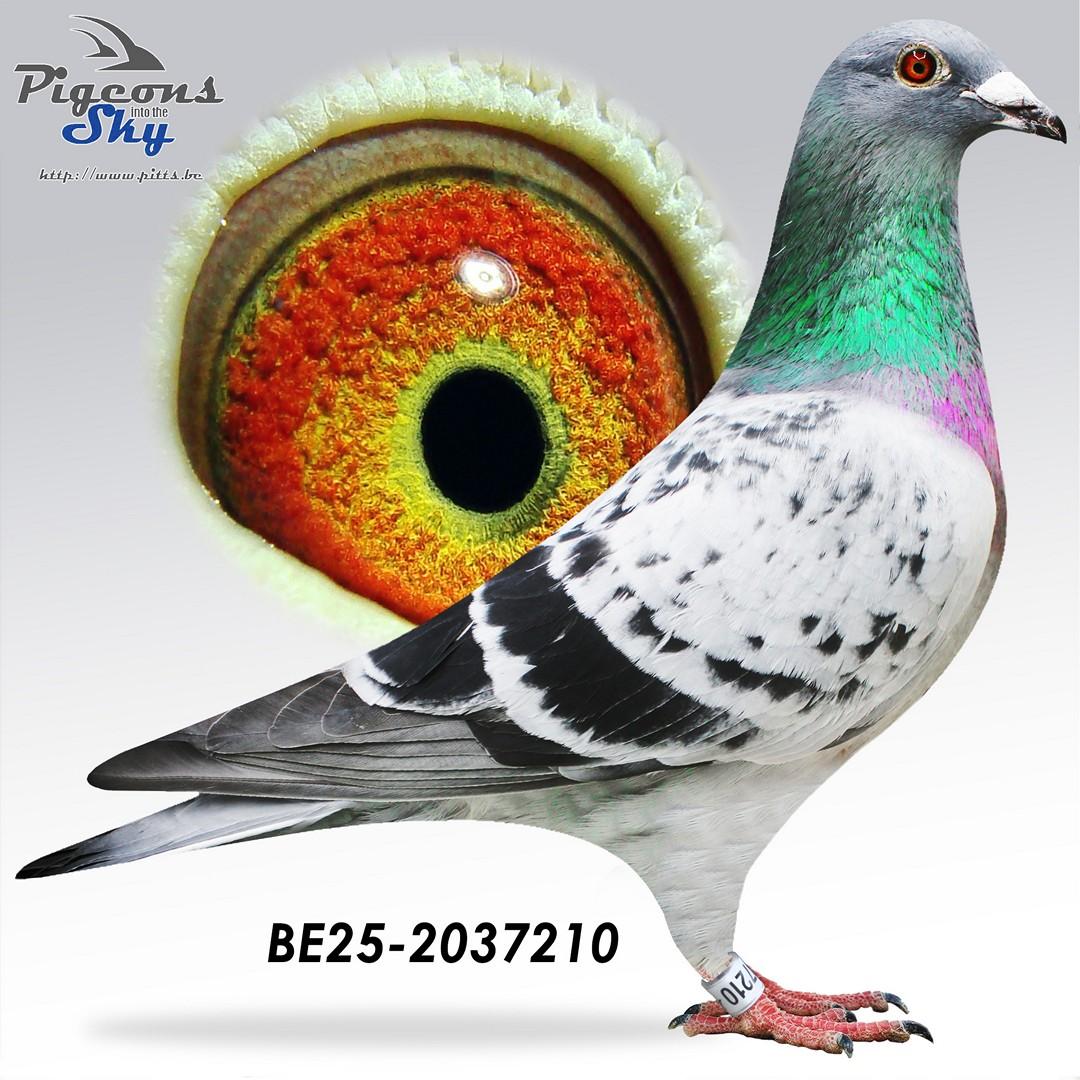 “Northern Light", halfbroer 11 nat. Souillac 4827 d. - uit volle zus 1 nat. Bourges 24.496 d.