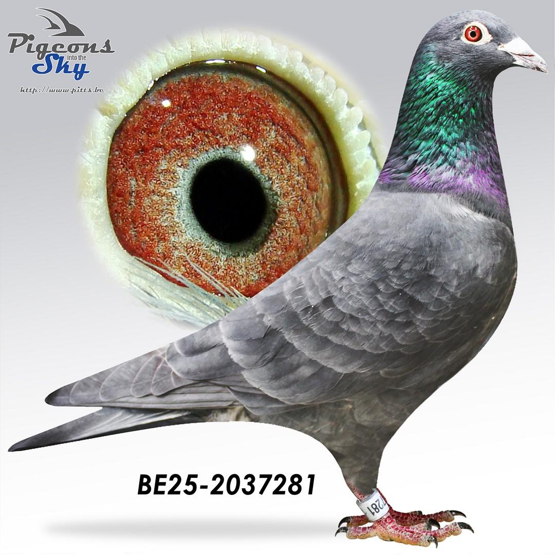 “Black Gun" - halfbroer “Sky High” en “Blue Bullet” -  inteelt “Porsche 911” PEC langs vaderskant