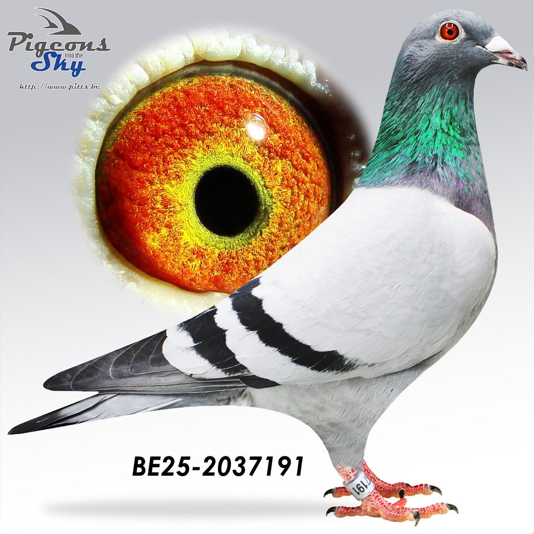 “Sun King", kleinzoon topkweekster “Wifi” en “Golden Pair” Patrick Vervloesem