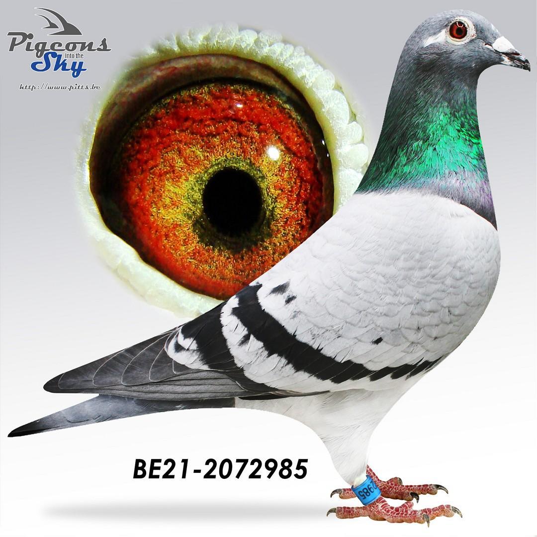 “Mona Coco", bijzonder genotype: AB-CTCC, vliegt 43 prov. Blois 1165 d., 96 nat. zone Bourges 2744 d. en 6 Vierzon 211 d.