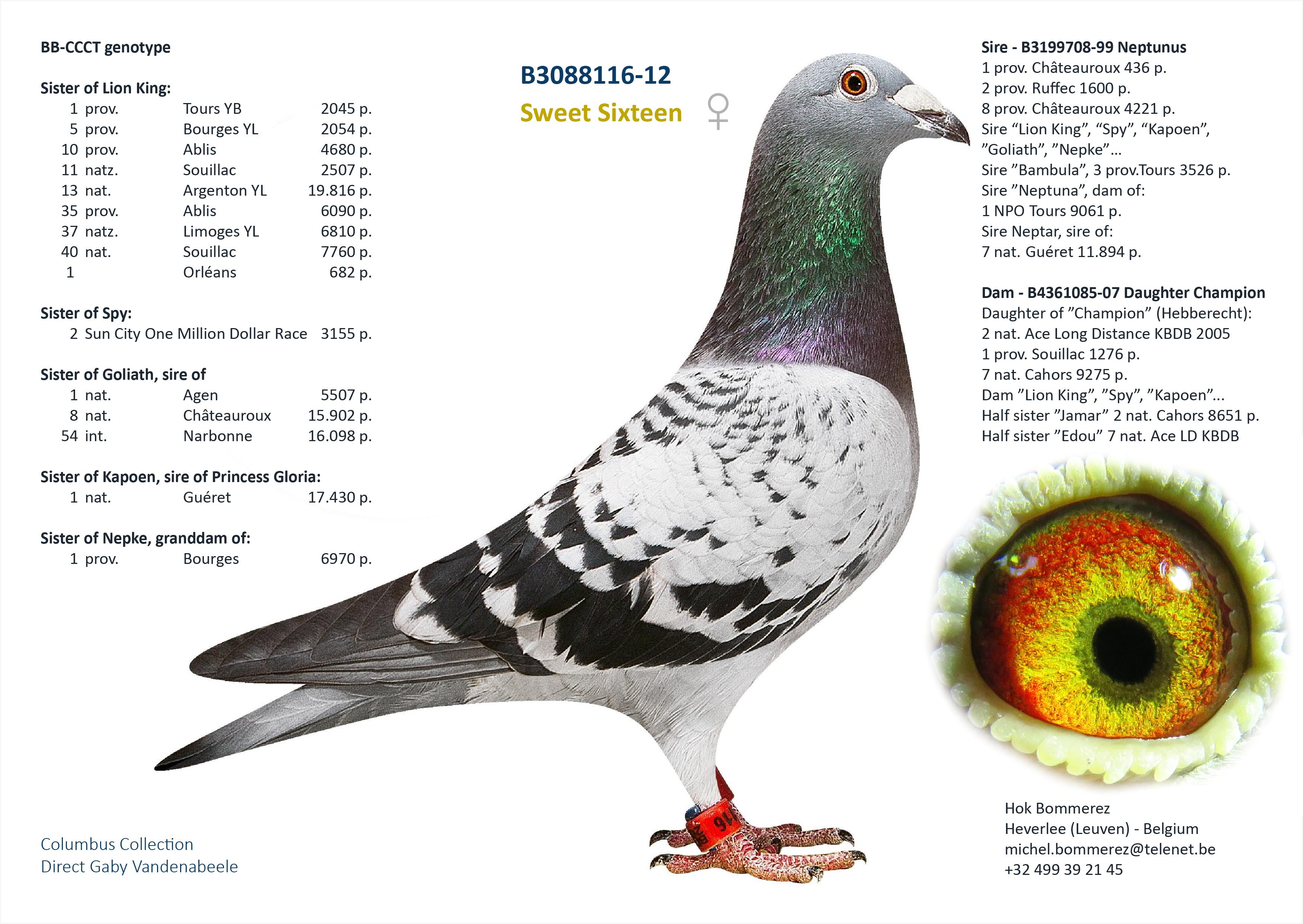 “Mona Coco", bijzonder genotype: AB-CTCC, vliegt 43 prov. Blois 1165 d., 96 nat. zone Bourges 2744 d. en 6 Vierzon 211 d. - Familie