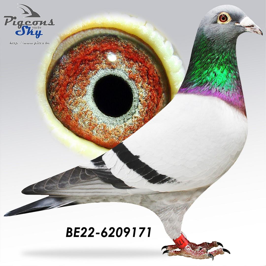 “Rocket Man", direct Danny Van Dyck, halfbroer 6x top 100 nat. (o.a. 8 nat. Argenton)