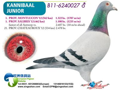 “Rocket Man", direct Danny Van Dyck, halfbroer 6x top 100 nat. (o.a. 8 nat. Argenton) - Familie