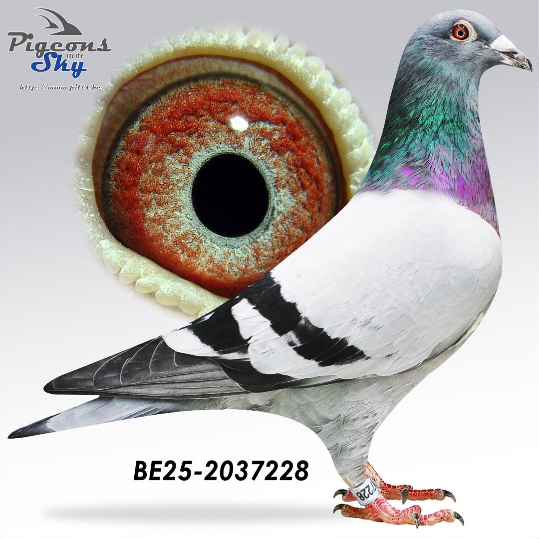 “Fireworks", halfbroer 3 Asduif PIPA 2022 7 vluchten met 11x top 20 provinciaal