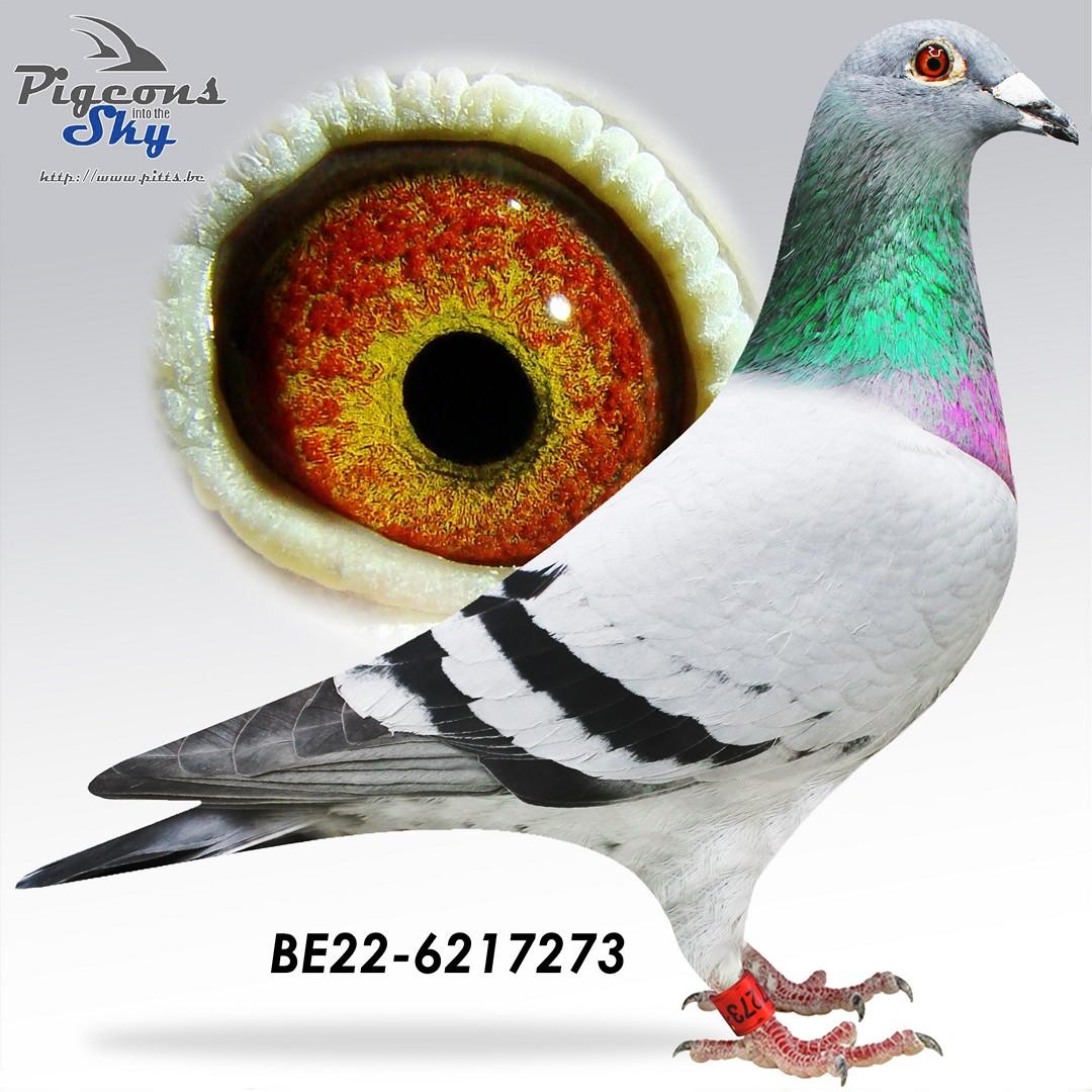 “Bertha", direct Danny Van Dyck, halfzus 1 Asduif Union Oost jonge en kleindochter “Kanon”