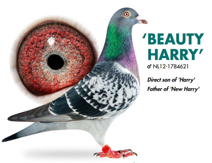 “Bertha", direct Danny Van Dyck, halfzus 1 Asduif Union Oost jonge en kleindochter “Kanon” - Familie