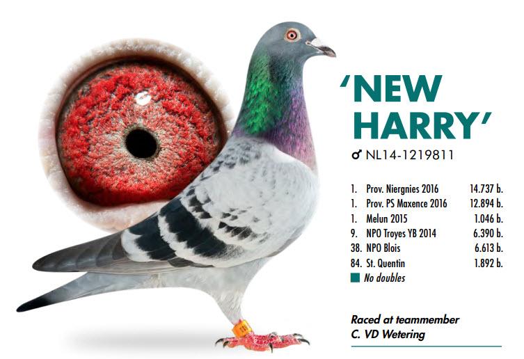 “Bertha", direct Danny Van Dyck, halfzus 1 Asduif Union Oost jonge en kleindochter “Kanon” - Familie