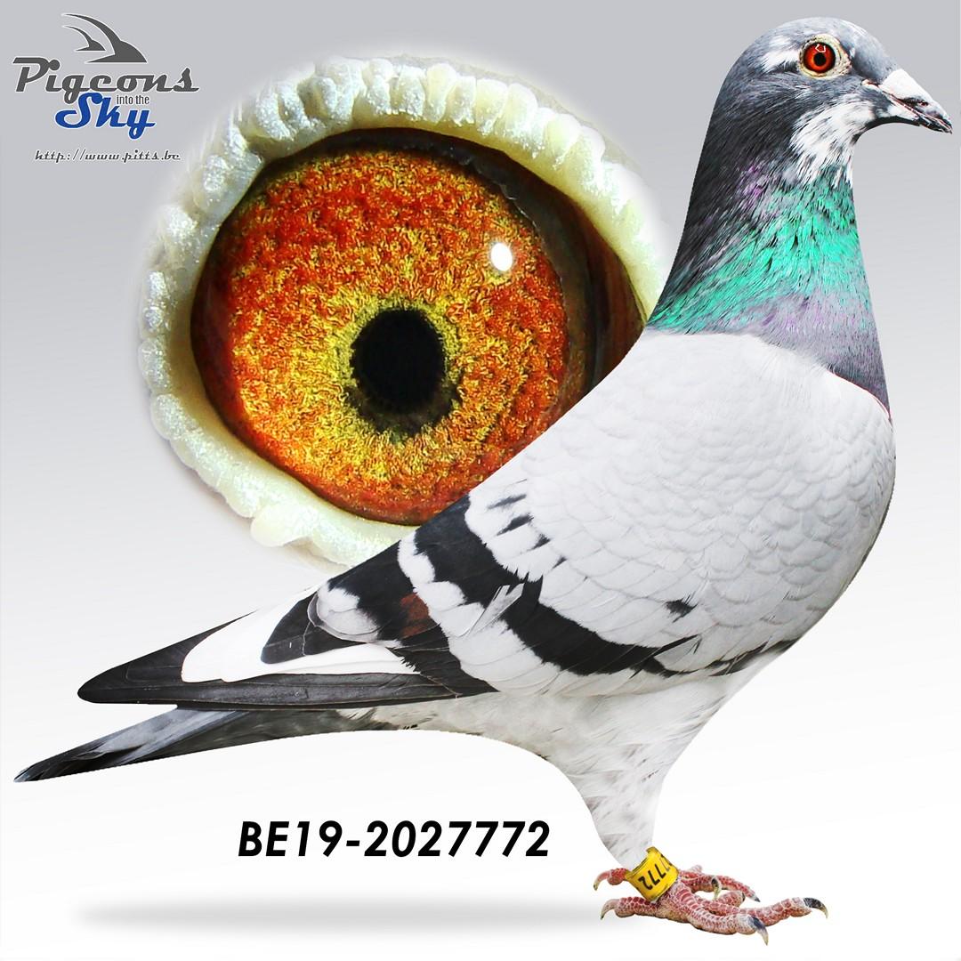 “Bonanza AA", genotype AA, moeder 64 nat. Vierzon 16.895 d., zus 1 prov. Asduif KBDB 2021