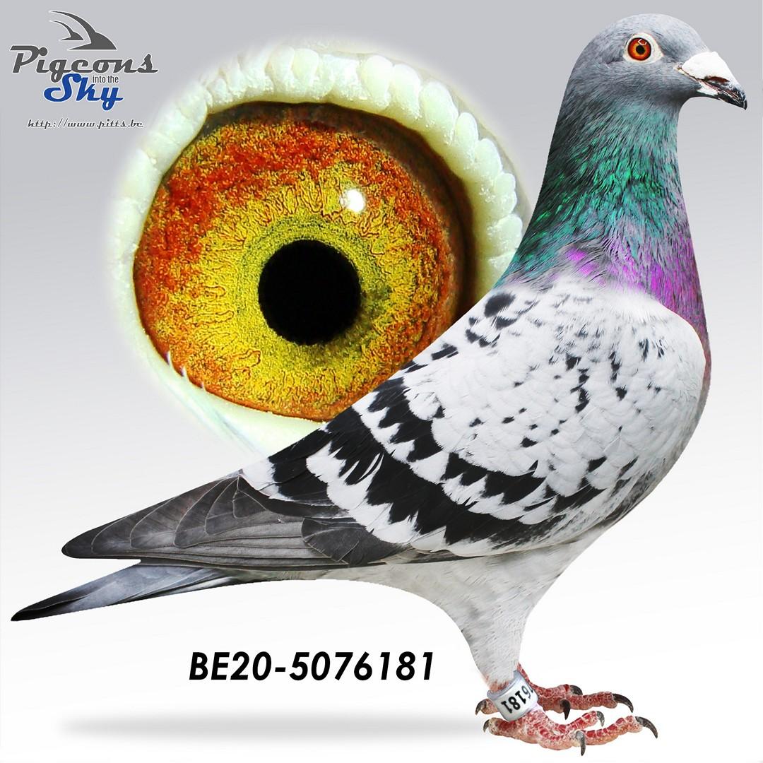 “Myriade", genotype CCCT, vliegt zelf 5 Sens 1320 d. en 2 Melun 794 d. als jonge duif, kleindochter New Bliksem (Vandenabeele)