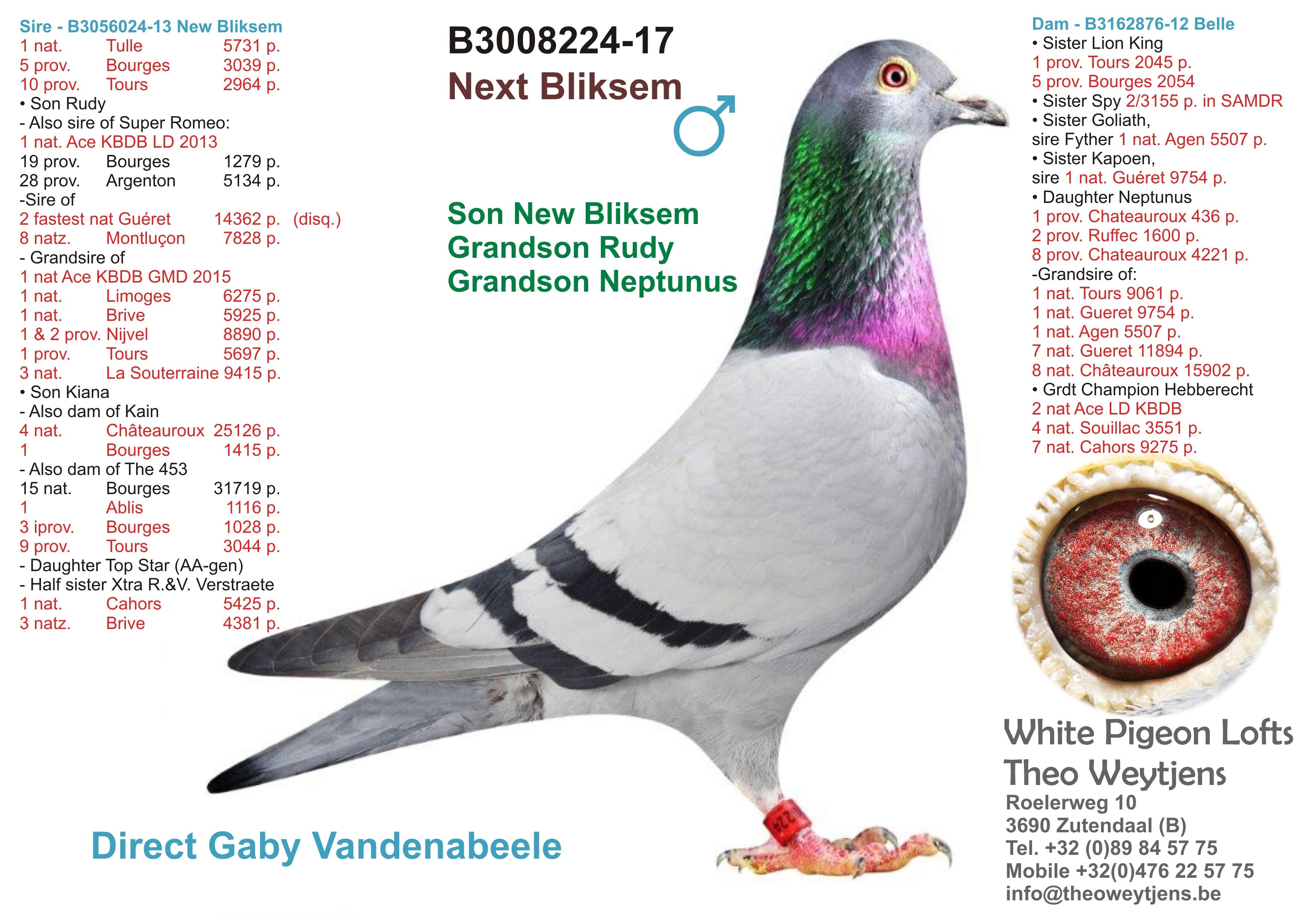 “Myriade", genotype CCCT, vliegt zelf 5 Sens 1320 d. en 2 Melun 794 d. als jonge duif, kleindochter New Bliksem (Vandenabeele) - Familie