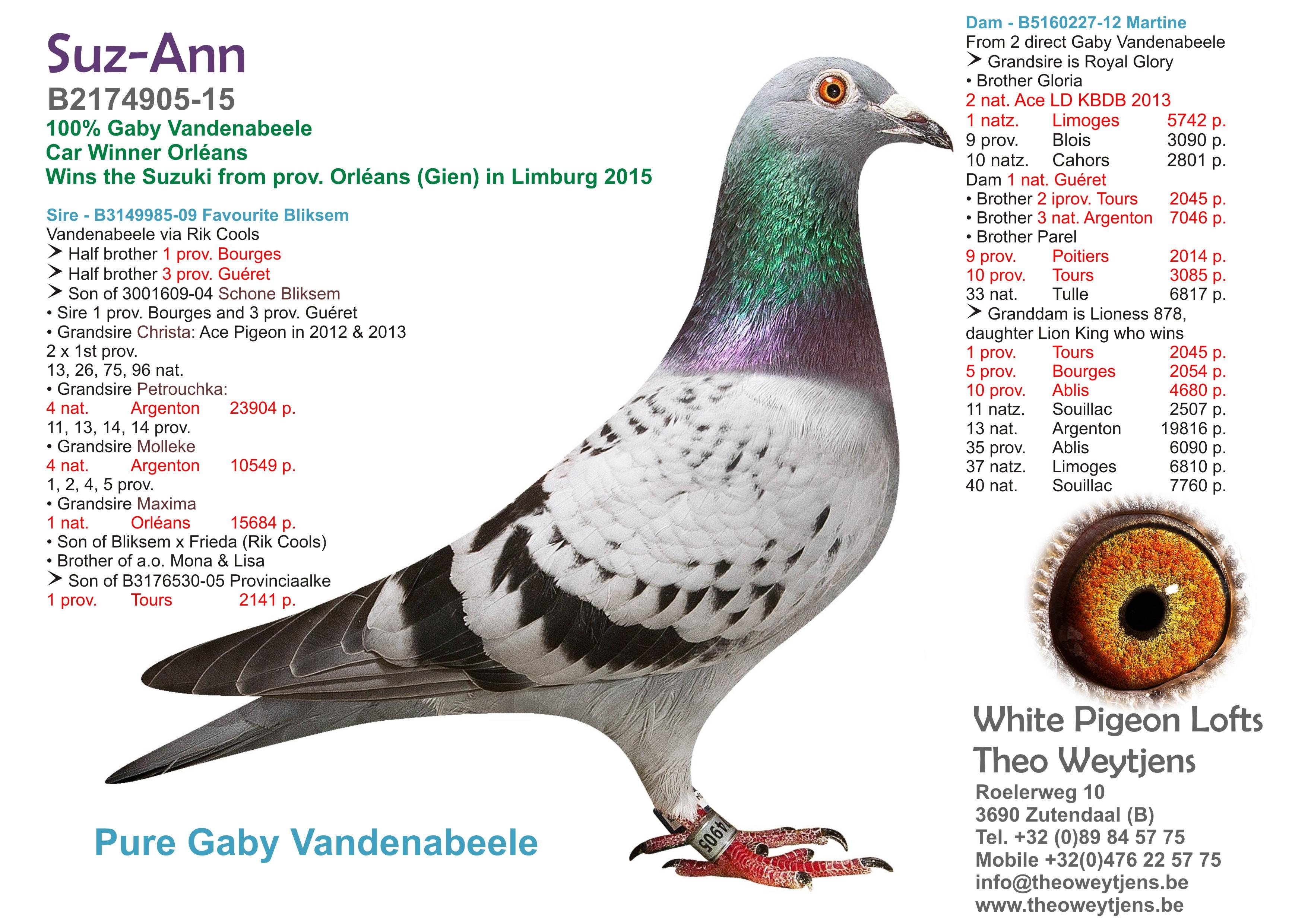 “Myriade", genotype CCCT, vliegt zelf 5 Sens 1320 d. en 2 Melun 794 d. als jonge duif, kleindochter New Bliksem (Vandenabeele) - Familie