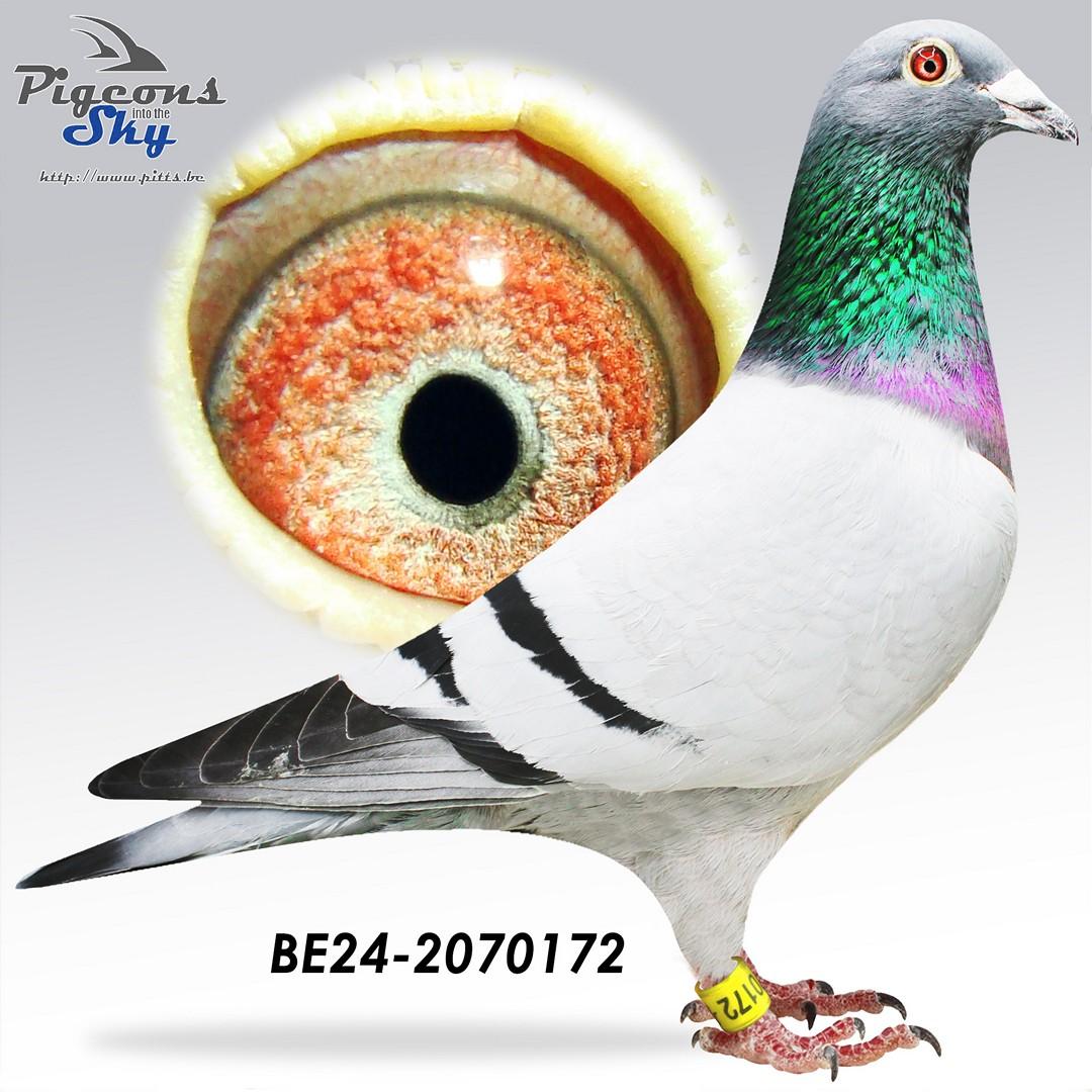 “Vintage", halfbroer vader 2 nat. zone Bourges, zoon 44 nat. Issoudun 8248 d., 1 Chevrainvilliers 366 d. etc.