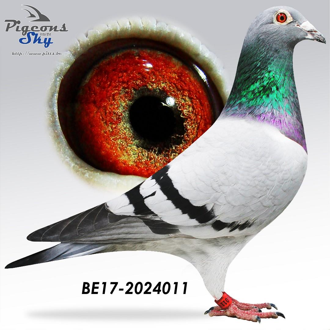 “Close Call”, wint zelf 44 nat. Issoudun 8248 d., 57 nat. zone Bourges 2566 d., 1 Chevrainvilliers 366 d., dochter stamduif “Pelican Cluster”