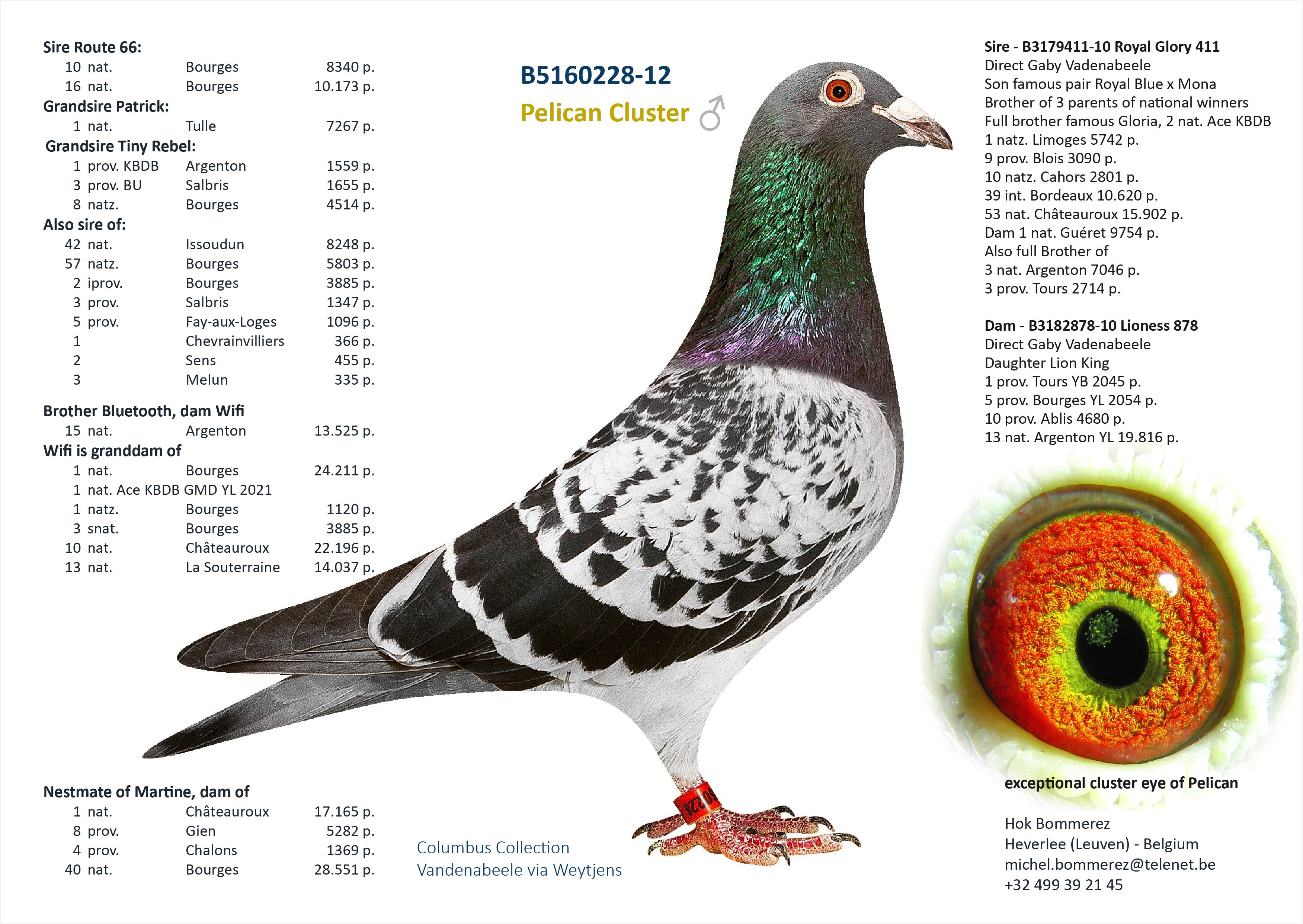 “Close Call”, wint zelf 44 nat. Issoudun 8248 d., 57 nat. zone Bourges 2566 d., 1 Chevrainvilliers 366 d., dochter stamduif “Pelican Cluster” - Familie