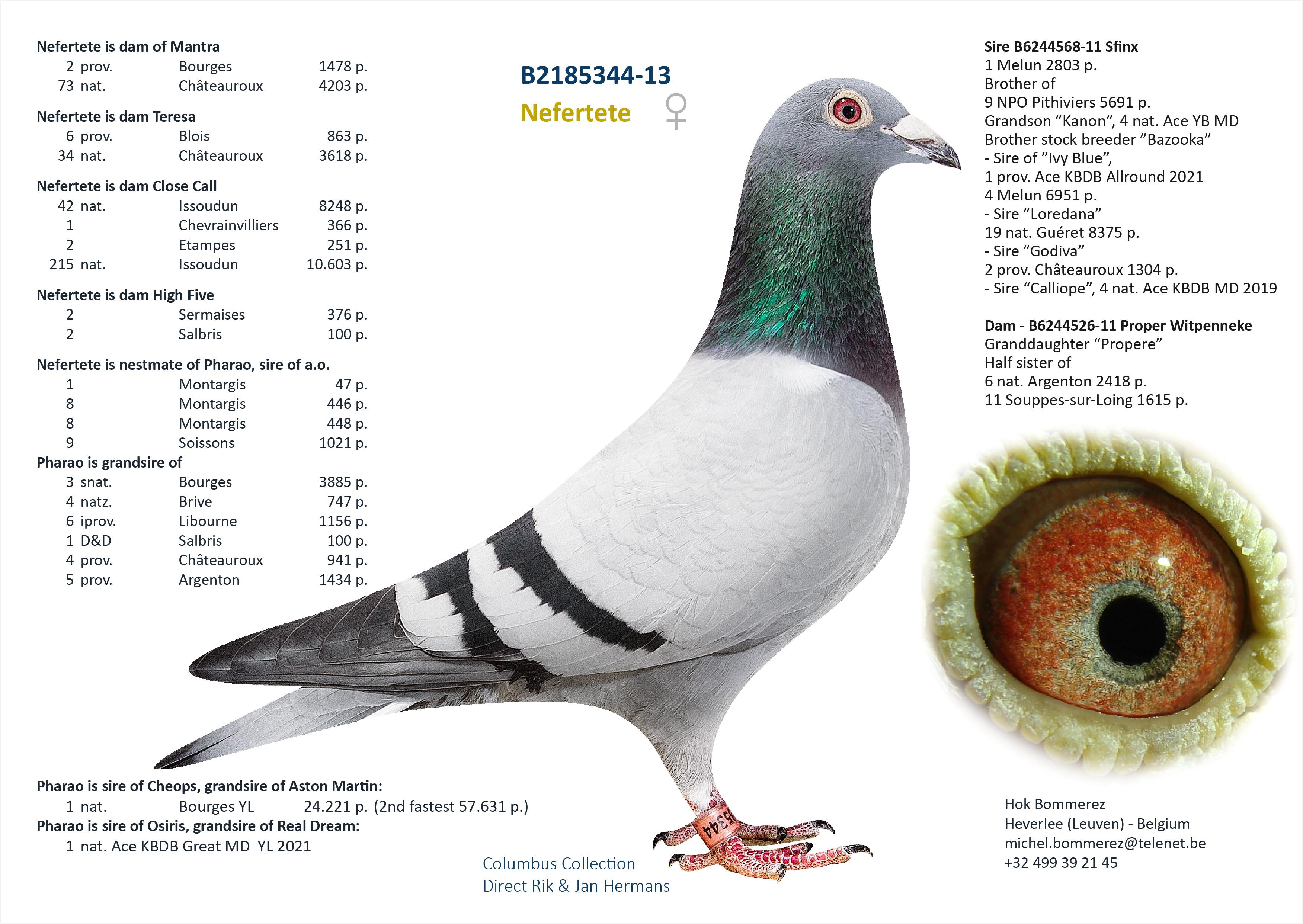 “Close Call”, wint zelf 44 nat. Issoudun 8248 d., 57 nat. zone Bourges 2566 d., 1 Chevrainvilliers 366 d., dochter stamduif “Pelican Cluster” - Familie