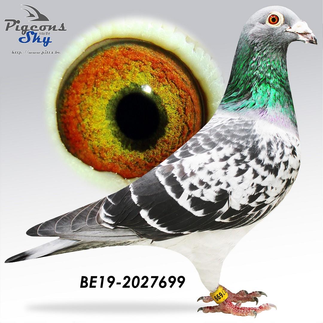 “Bruder Ruut", volle broer topduivin “Route 66” (10 en 16 nat. Bourges), vader 1 Soissons 308 d.