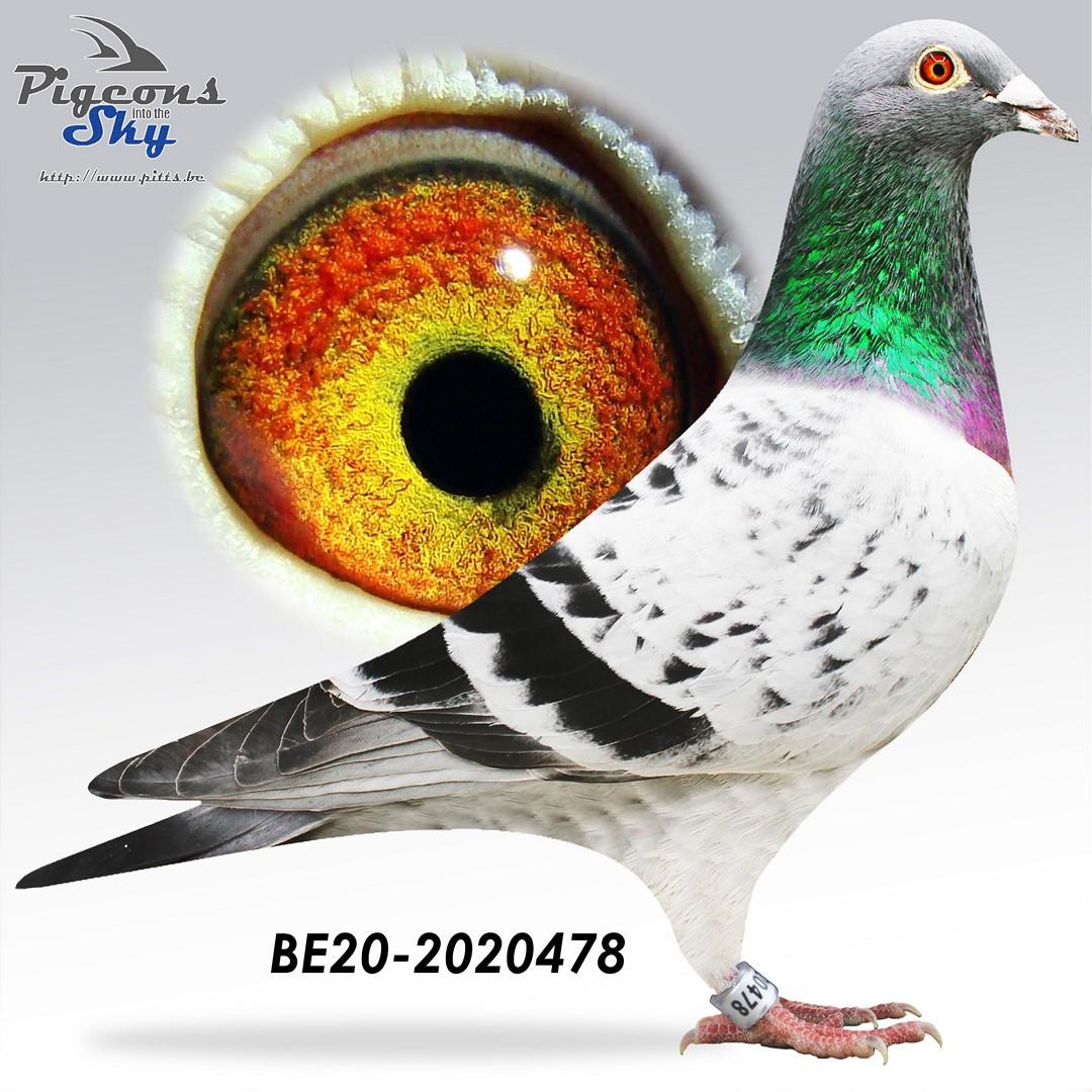 “Penn" halfbroer 19 nat. Guéret 8375 d. - kleinzoon stamvader “Big Deal”