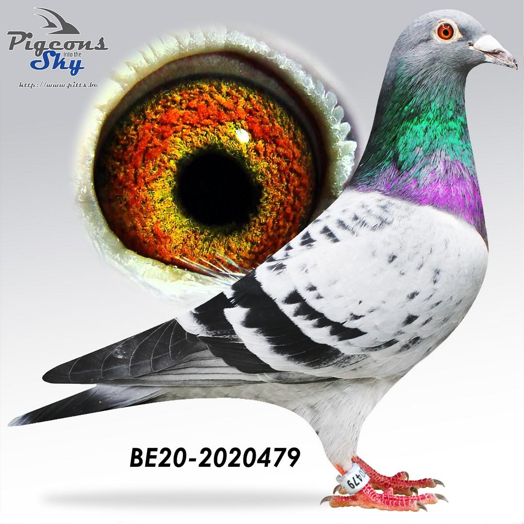 “Teller"  halfbroer 19 nat. Guéret 8375 d. - kleinzoon stamvader “Big Deal”