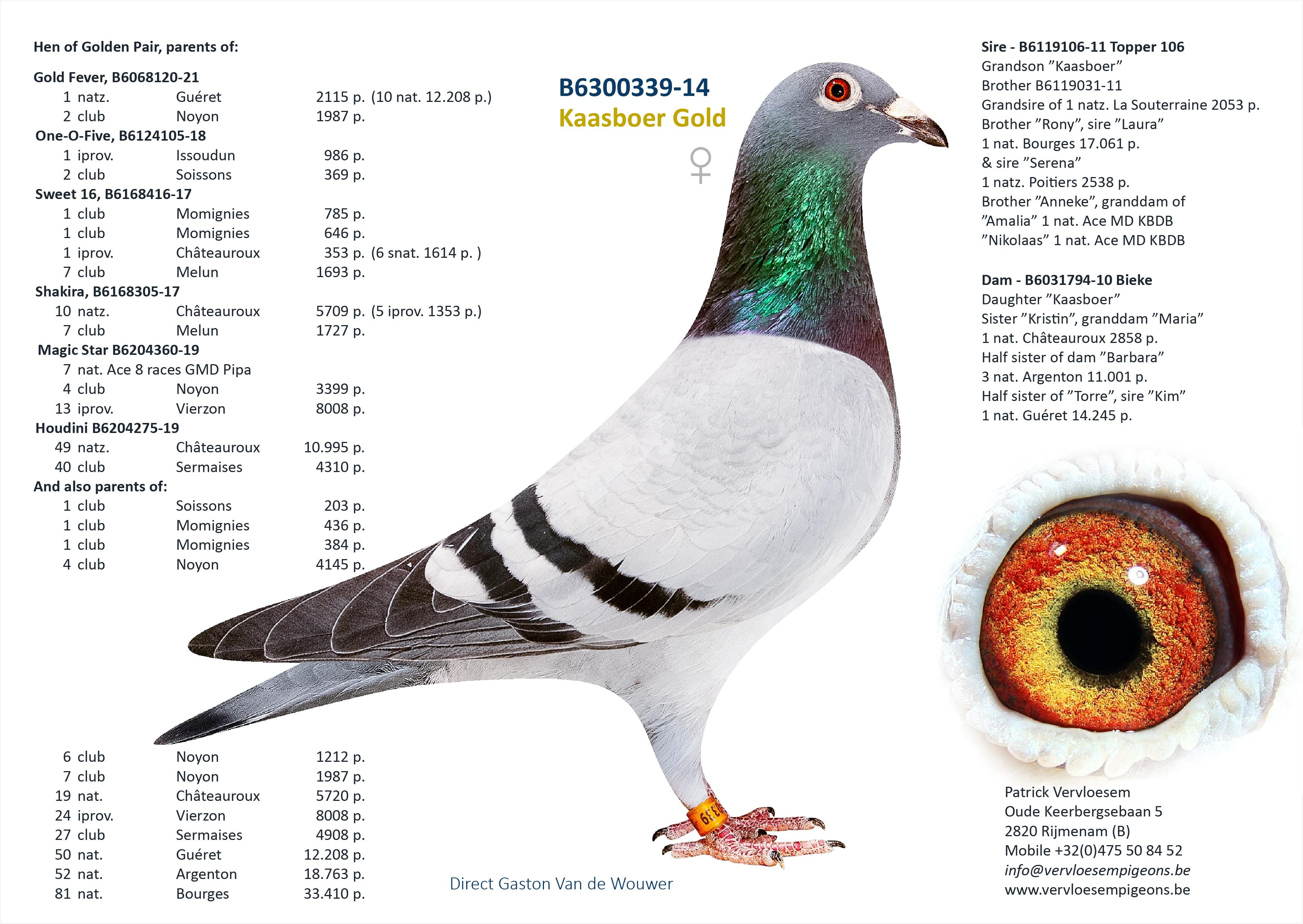 “Teller"  halfbroer 19 nat. Guéret 8375 d. - kleinzoon stamvader “Big Deal” - Familie