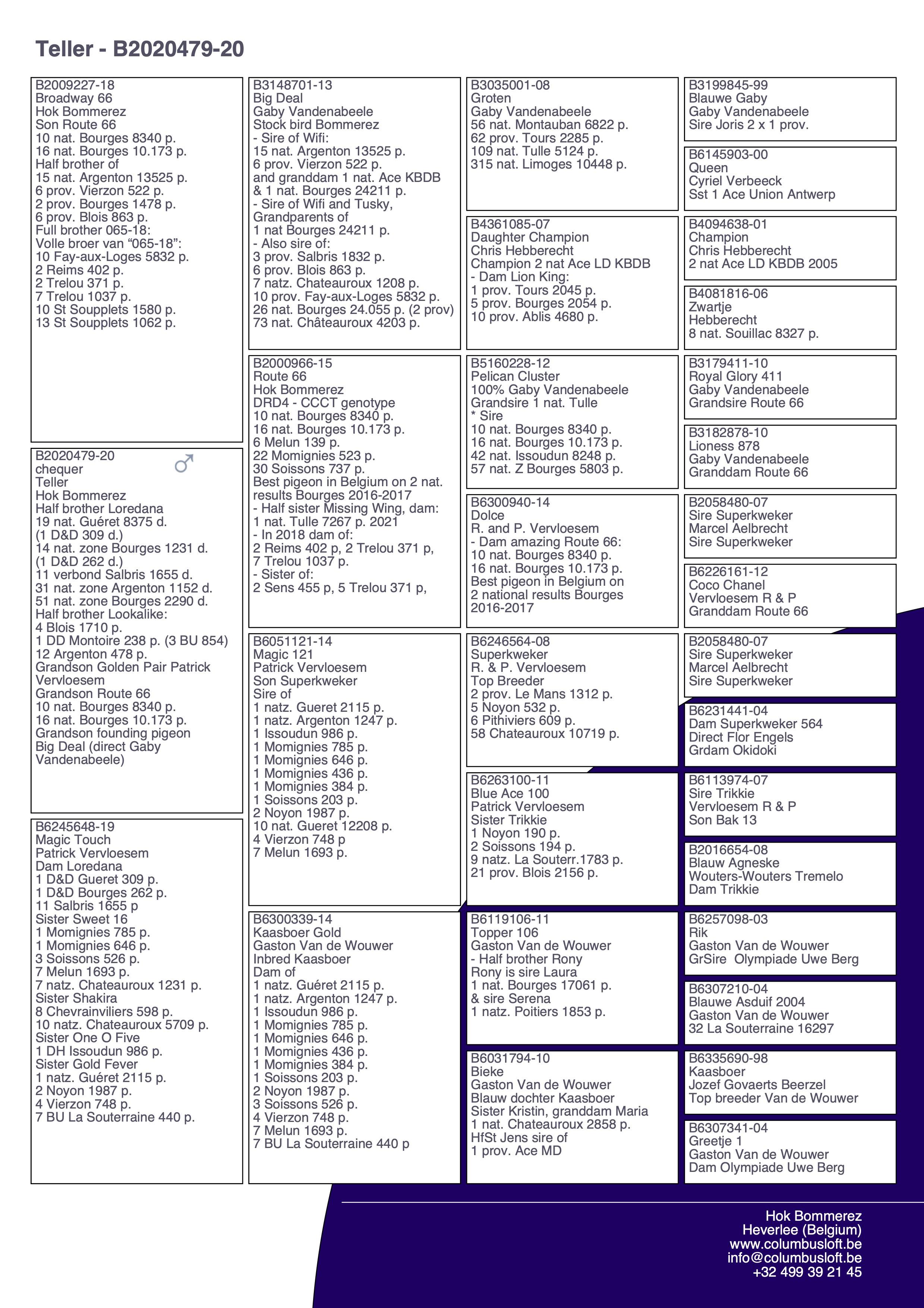 pedigree “Teller"  halfbroer 19 nat. Guéret 8375 d. - kleinzoon stamvader “Big Deal”