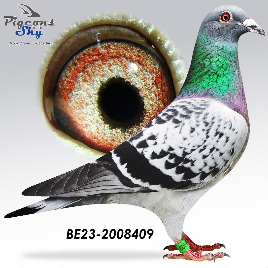 “My Fair Lady" - zeldzaam genotype: BB-CTCT - dochter topkweekster “Eloise”