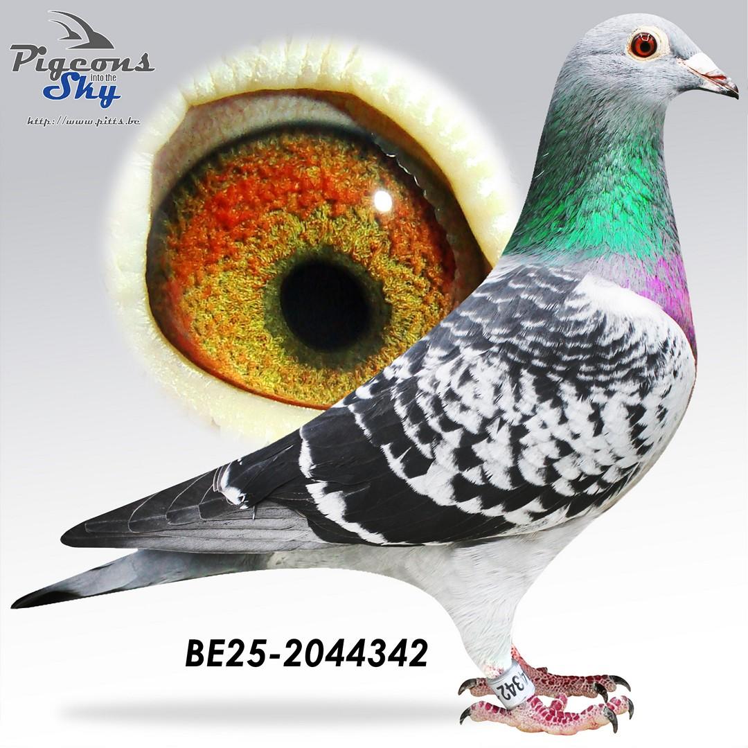 “Tataki" Genotype: BB-CTCC - Dochter 11 nat. Souillac - Kleindochter “Chiara” 5 nat. Asduif GHF