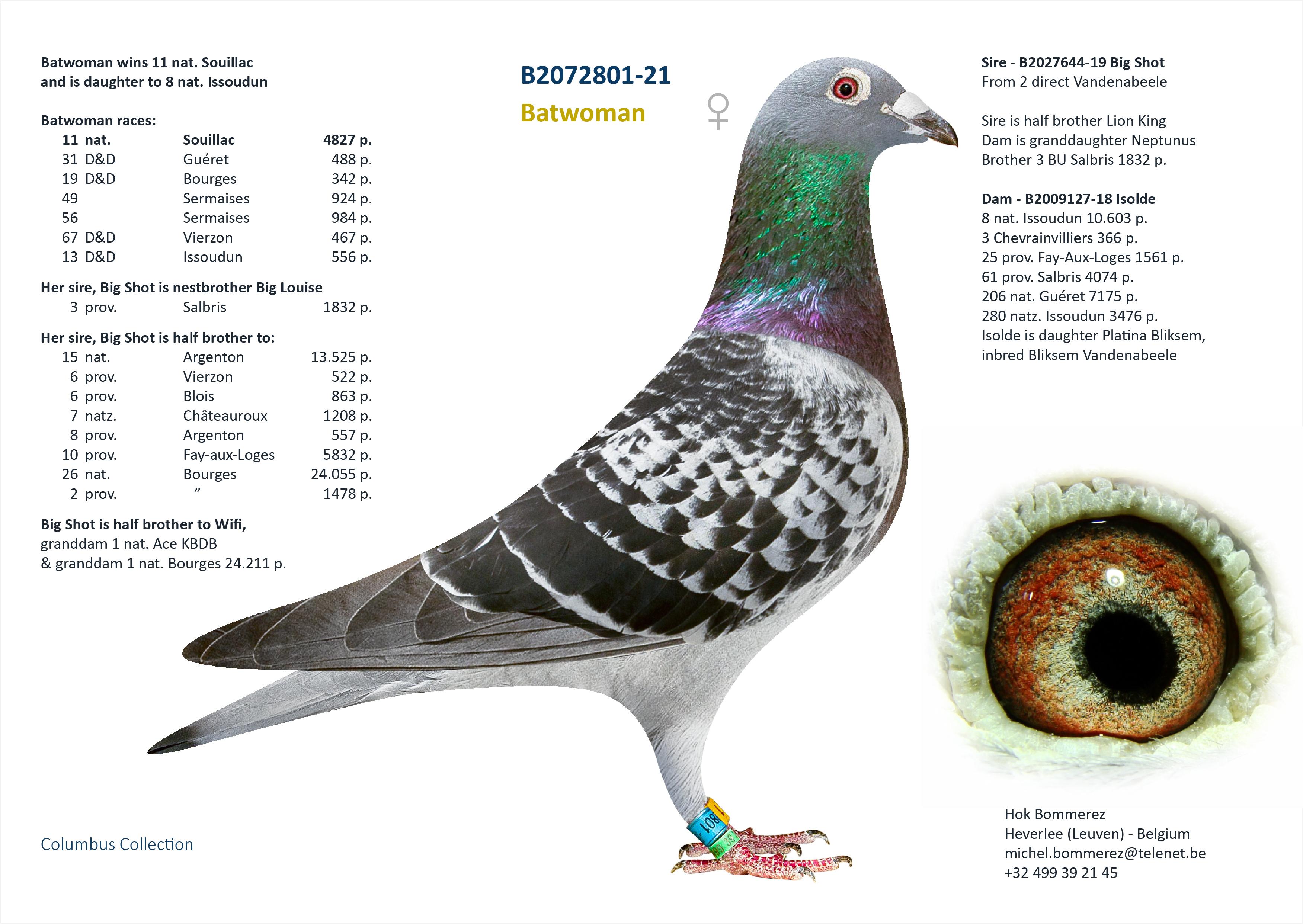 “Tataki" Genotype: BB-CTCC - Dochter 11 nat. Souillac - Kleindochter “Chiara” 5 nat. Asduif GHF - Familie