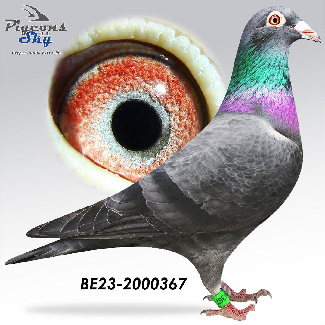 “Black Leona" ‘Moorke’ van  Leon Jacobs - Kleindochter 1 nat. zone Châteauroux 3850 d.