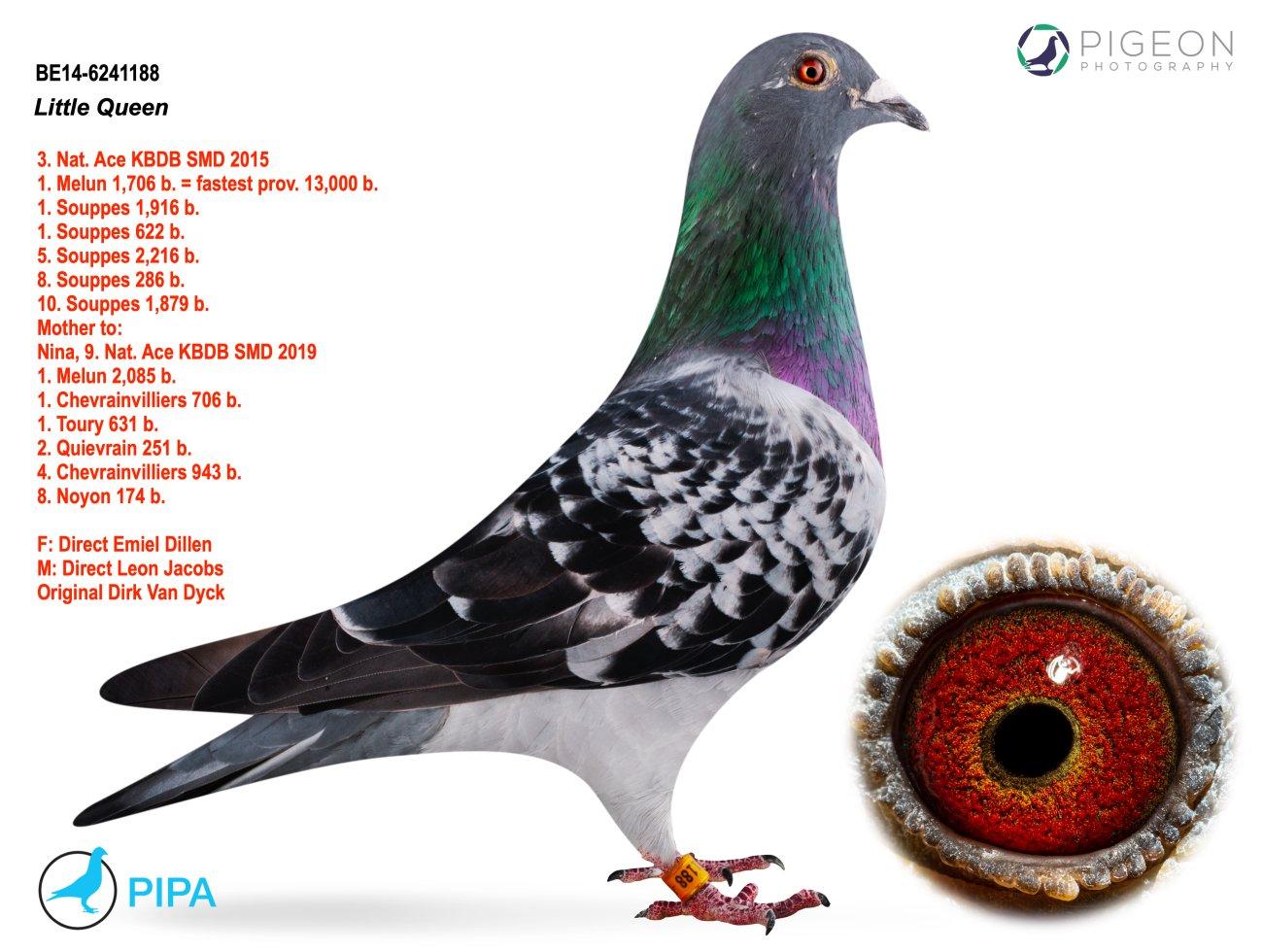 “Black Leona" ‘Moorke’ van  Leon Jacobs - Kleindochter 1 nat. zone Châteauroux 3850 d. - Familie