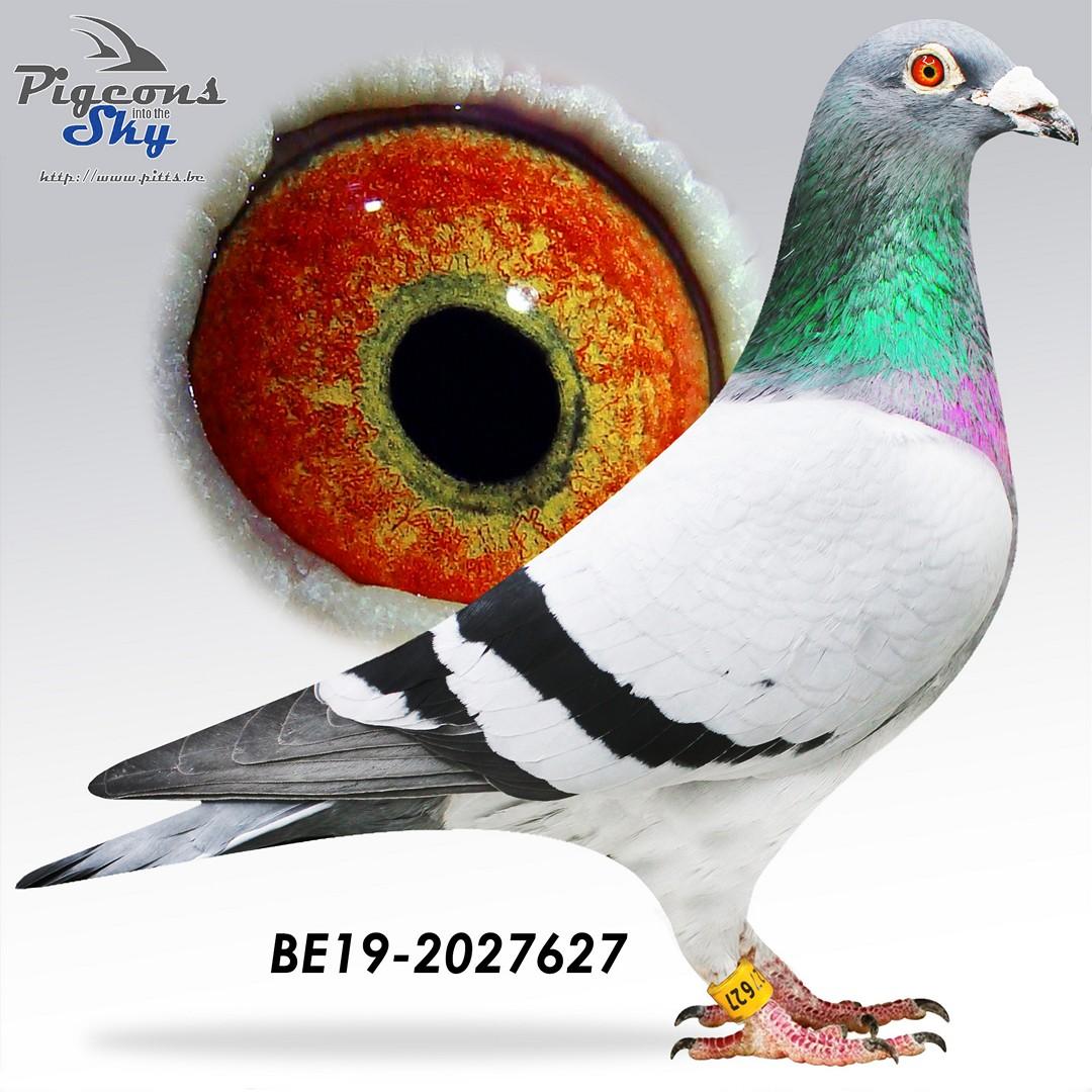 “Shogun", genotype AA, vader 99 nat. Souillac en 33 prov. Limoges, broer 1 prov. Asduif All-Round KBDB 2021