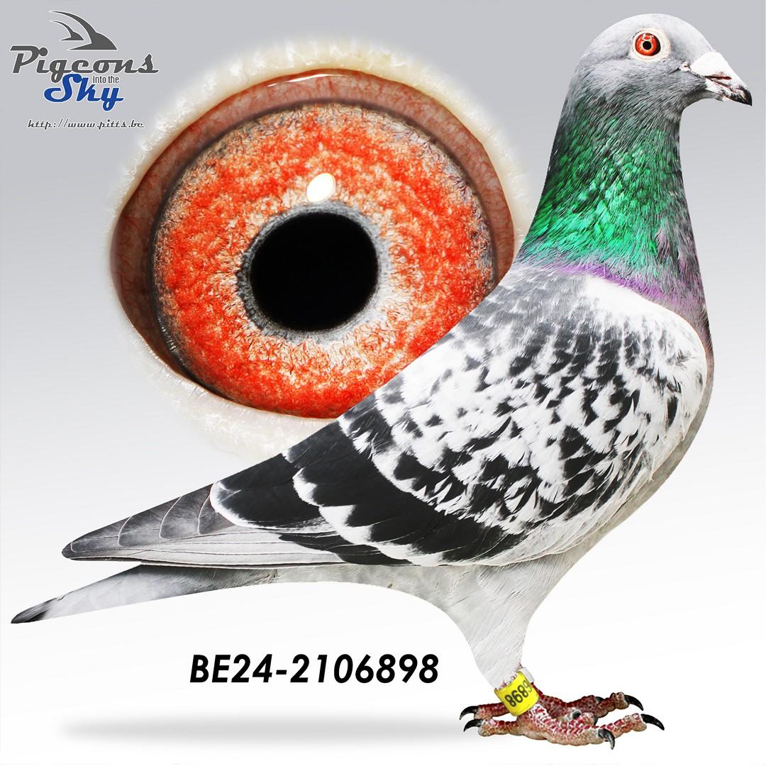 Volle broer “Den Playboy”, 11e Nat.Asduif Olympiade Cat G Jrl. 2026 & 12e Nat.Asduif World Best Pigeon Jrl. 2025